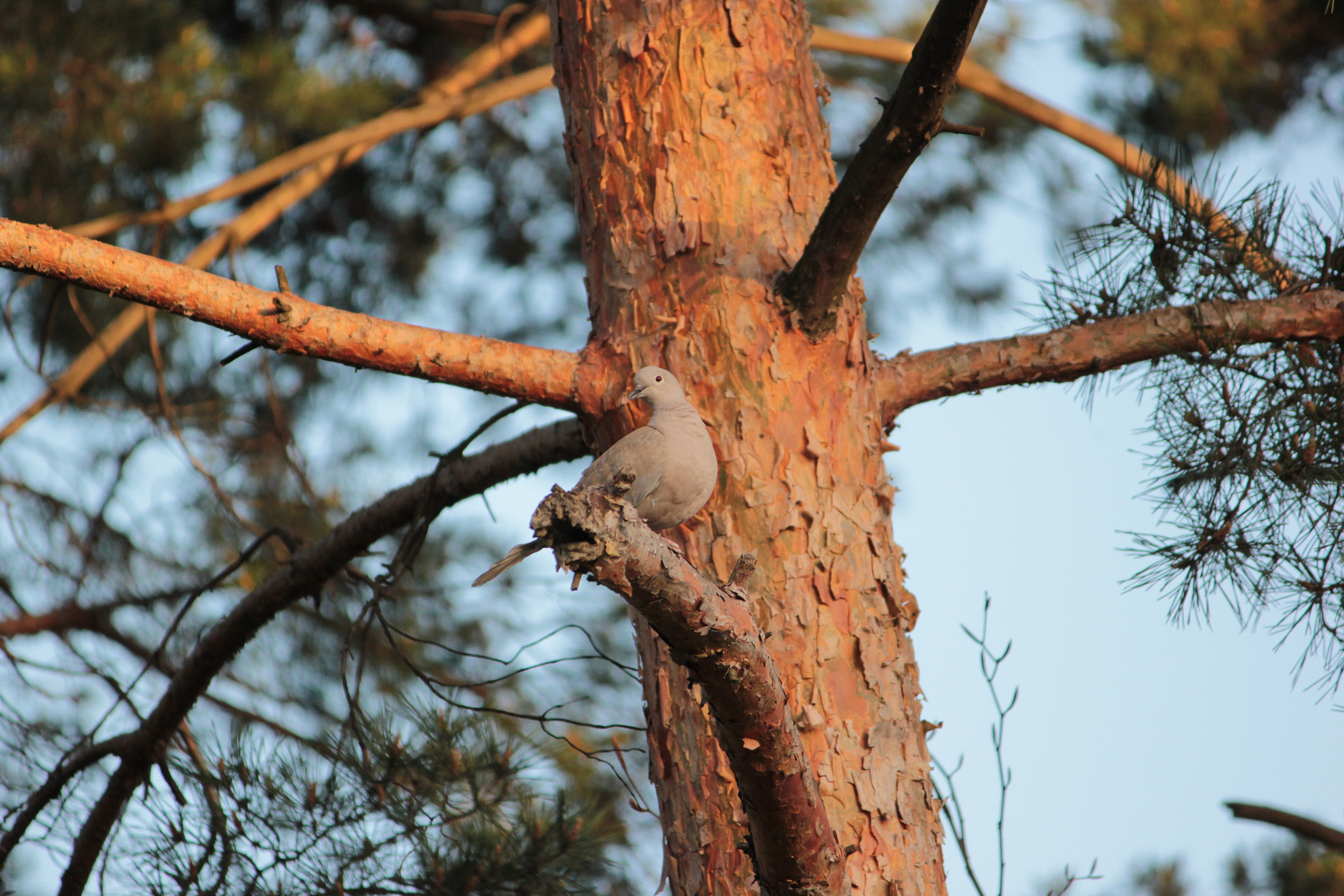 Canon EF-S 55-250mm F4-5.6 IS II sample photo. Bird photography