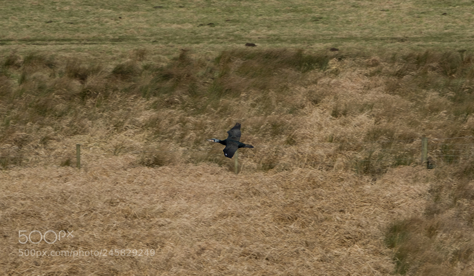 Fujifilm X-T2 sample photo. Cormorant photography