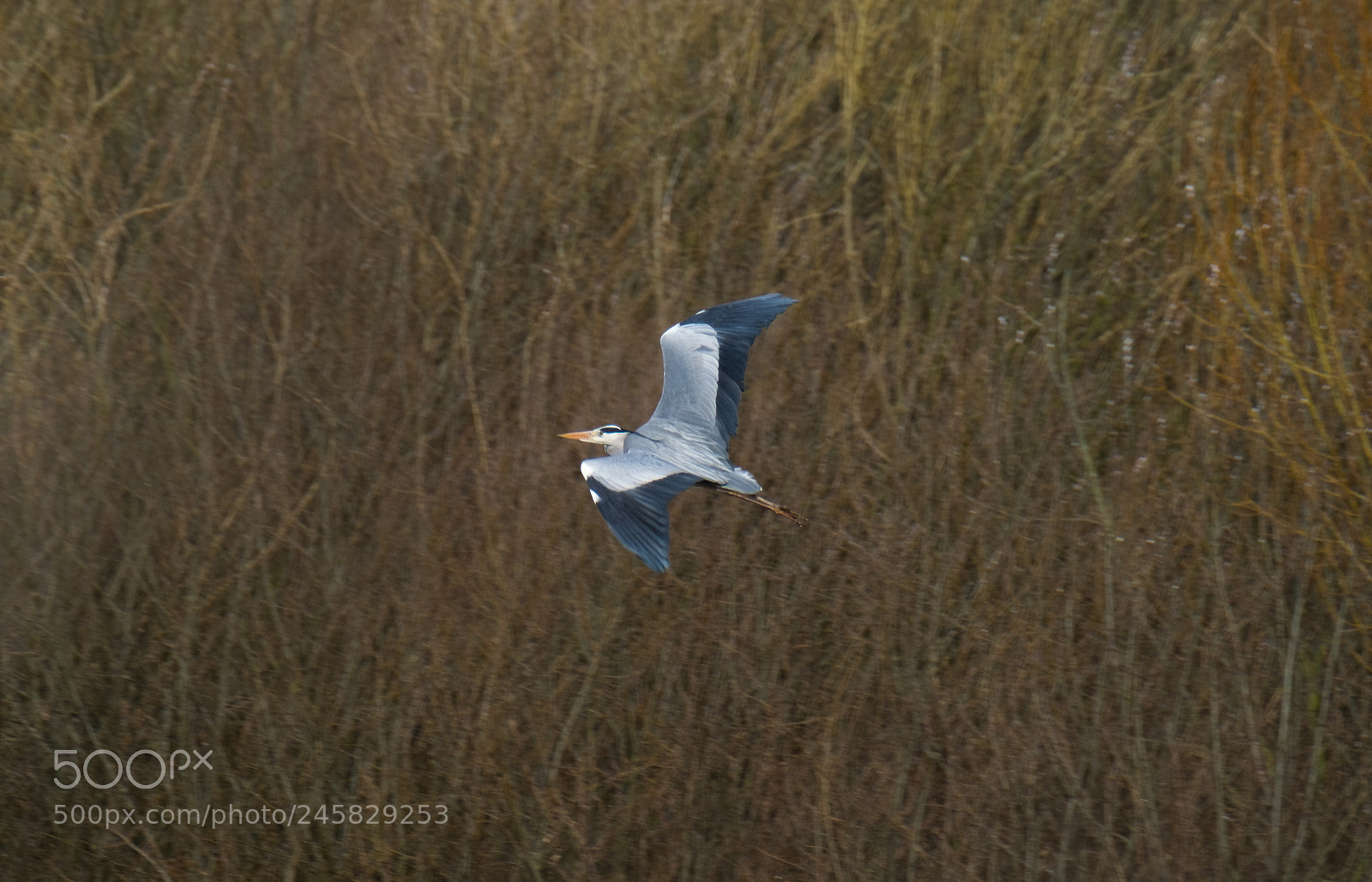 Fujifilm X-T2 sample photo. Flying heron photography