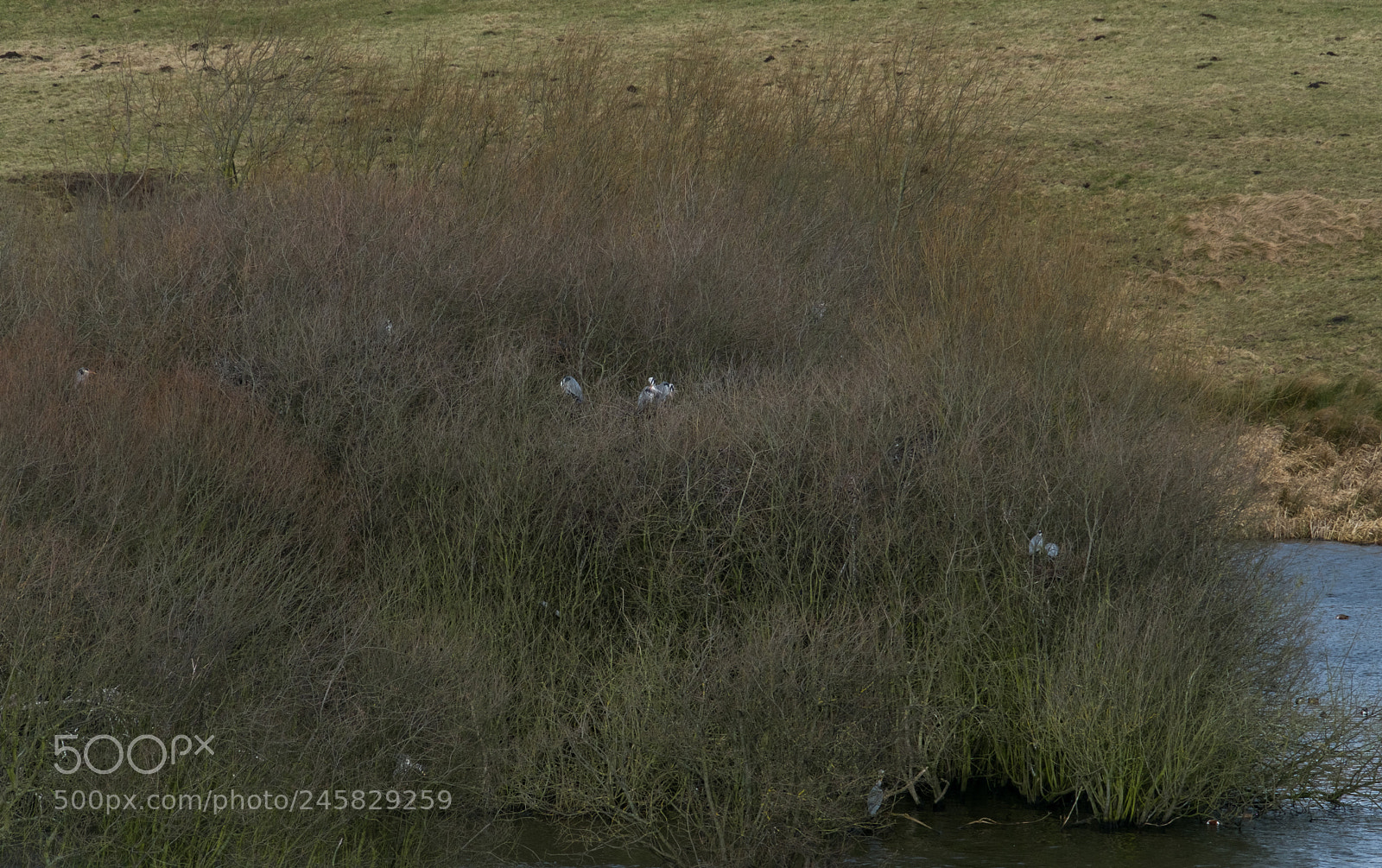 Fujifilm X-T2 sample photo. Spot the herons photography