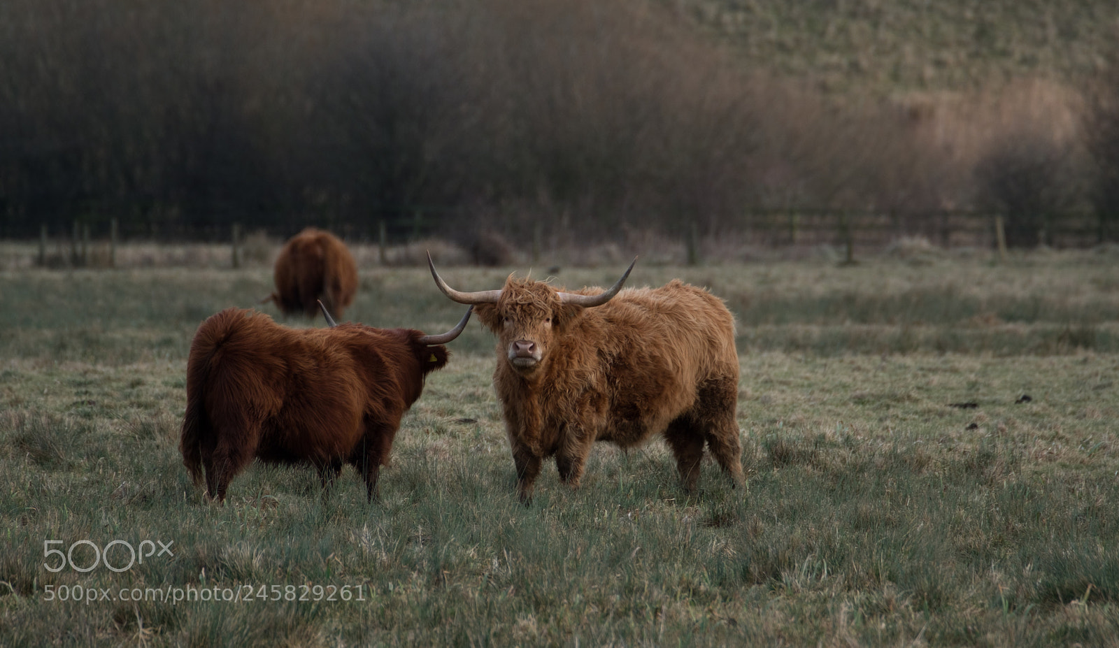 Fujifilm X-T2 sample photo. Cow photography
