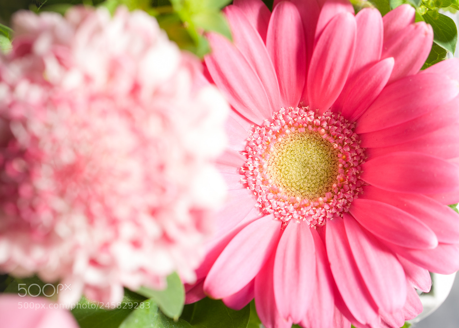 Fujifilm FinePix S5 Pro sample photo. Beautiful flowers photography