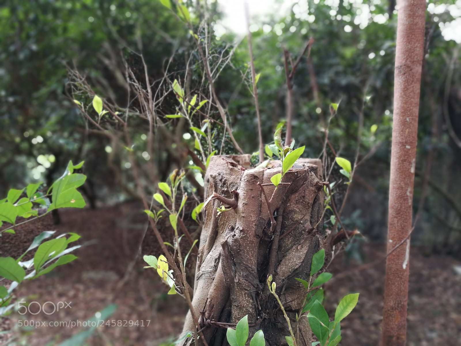 HUAWEI Honor 8 sample photo. Untitled photography
