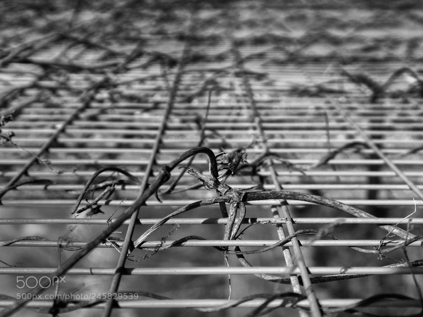 Sony a7 II sample photo. Entangled photography