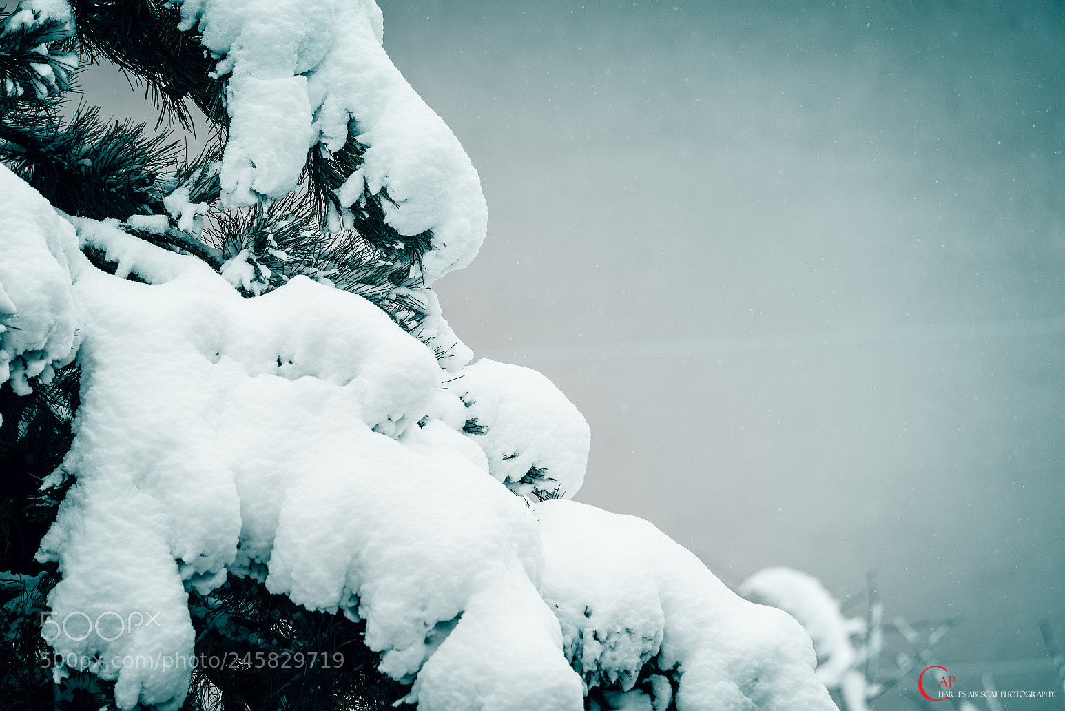 Pentax K-1 sample photo. Whipped cream photography