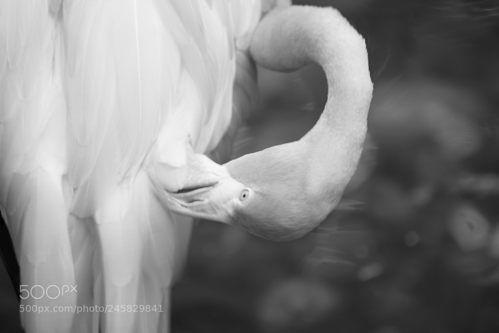 Nikon D610 sample photo. Blurred.ecudor photography