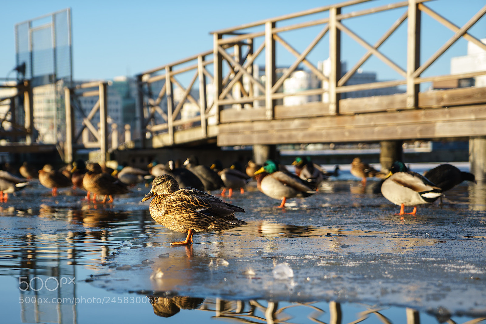 Sony a7 II sample photo. Quack photography