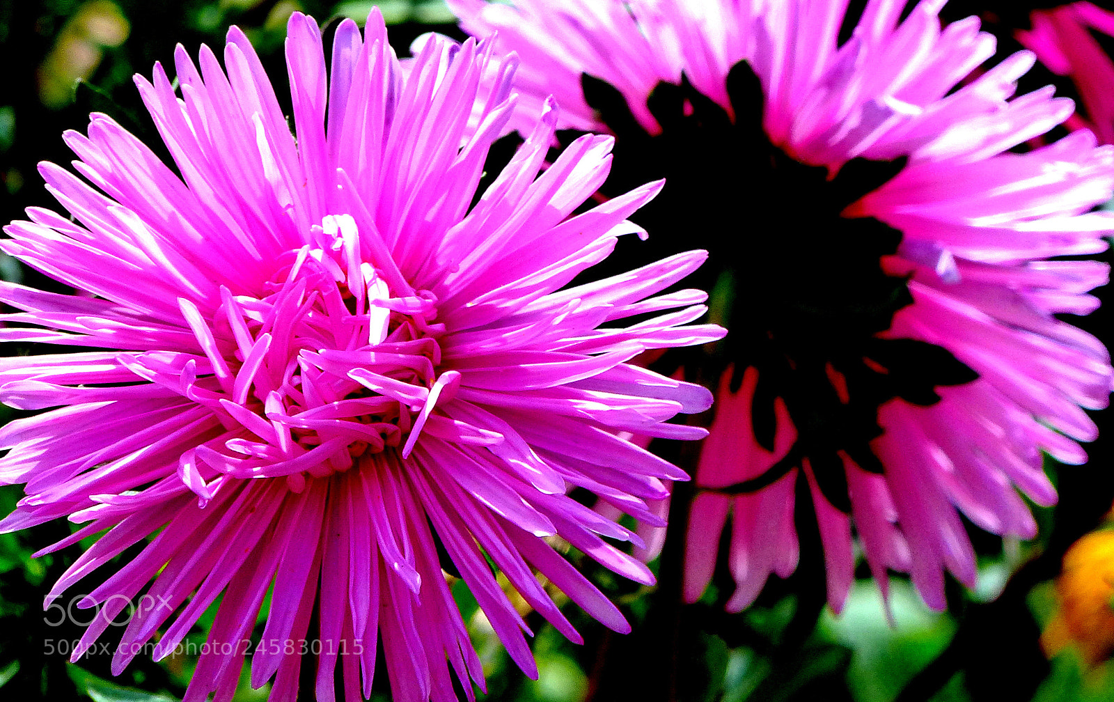 Panasonic Lumix DMC-FZ200 sample photo. Pink asters. photography
