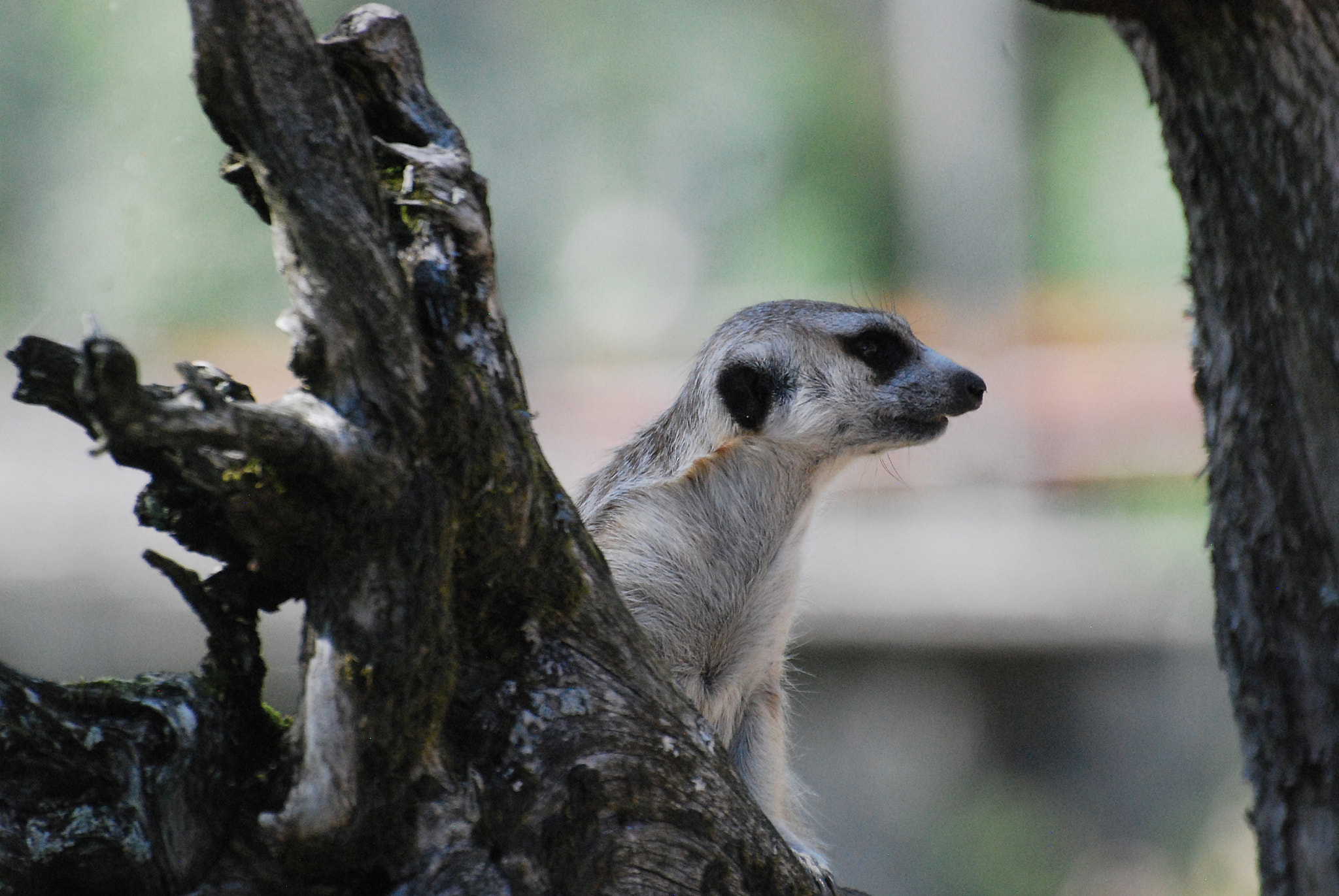 Nikon D40X sample photo. Keeping watch photography