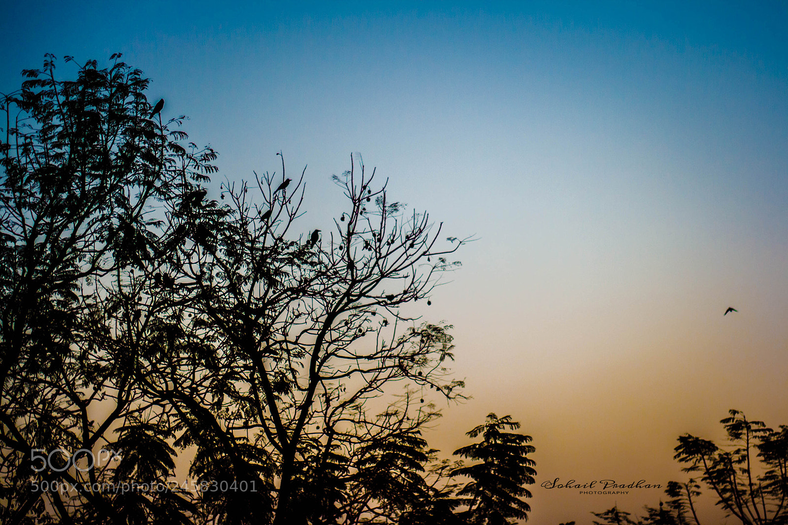Canon EOS 1000D (EOS Digital Rebel XS / EOS Kiss F) sample photo. Sunset silhouette photography