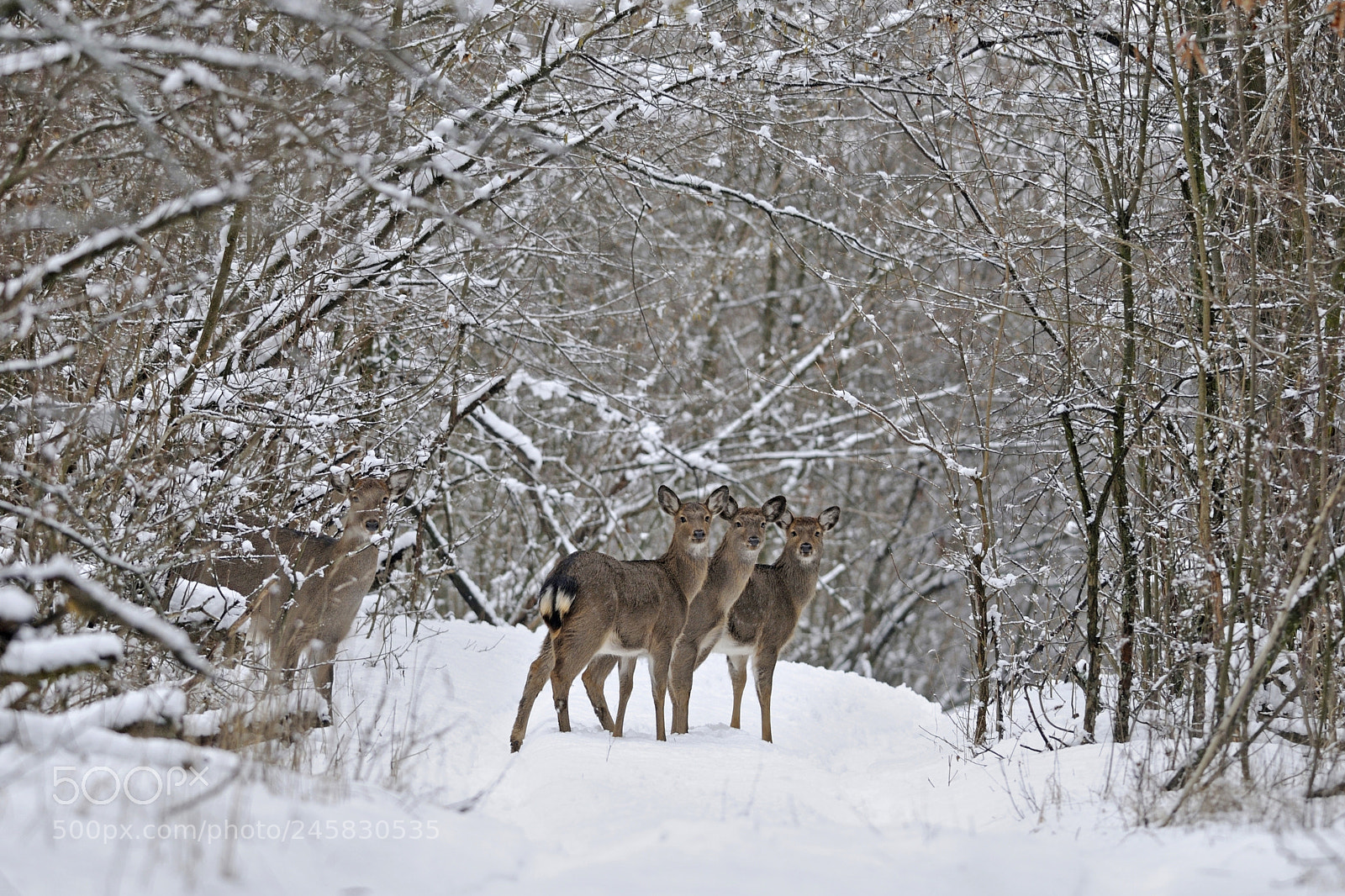 Nikon D300S sample photo. Young deers photography