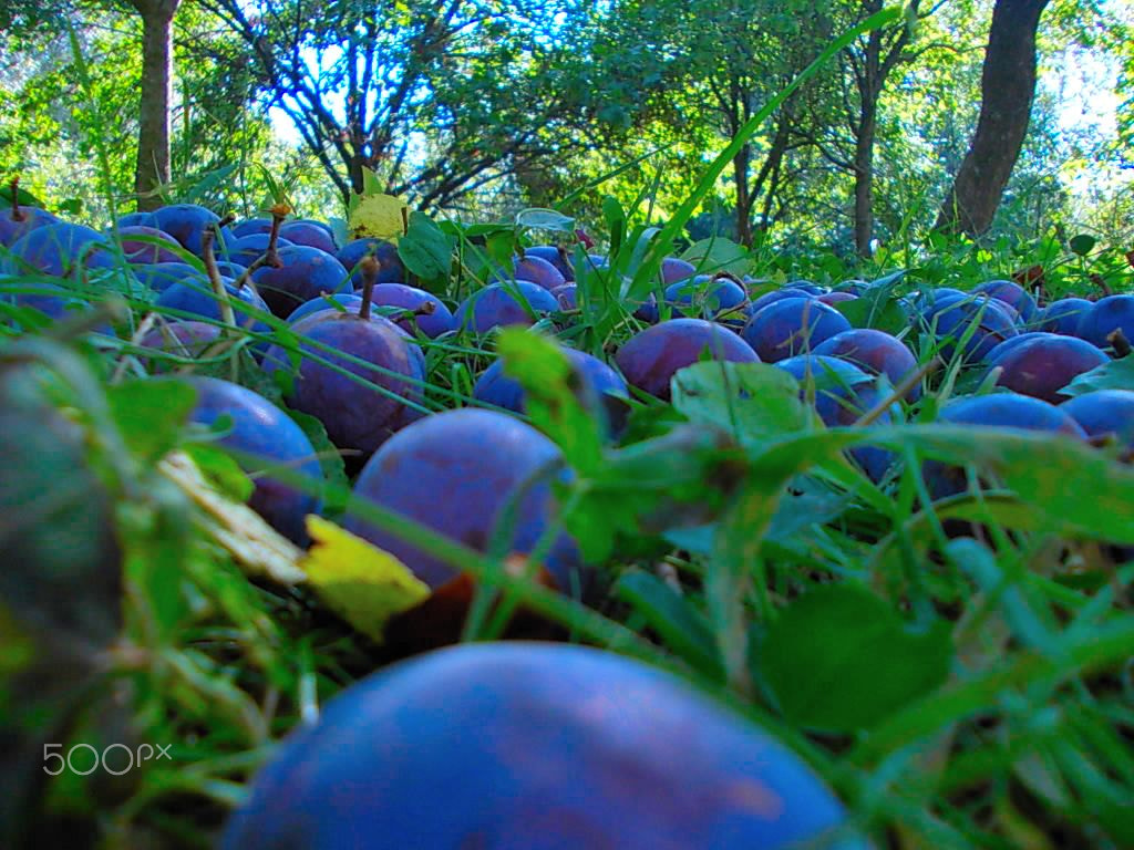 Nikon COOLPIX L23 sample photo. Autumn fruits photography