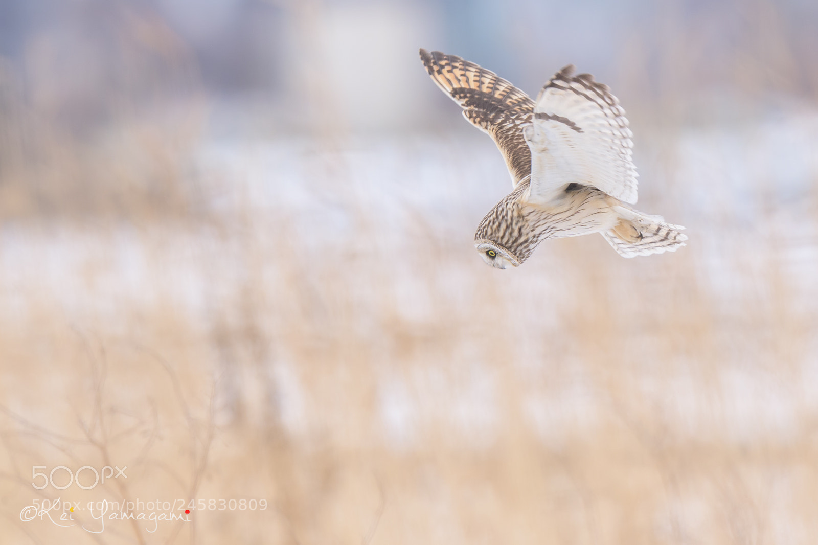 Nikon D850 sample photo. Snowy world photography