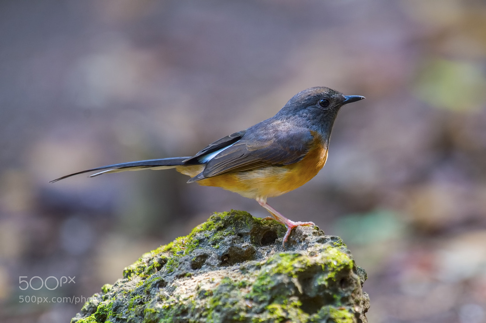 Nikon D4 sample photo. White rumped sharma photography