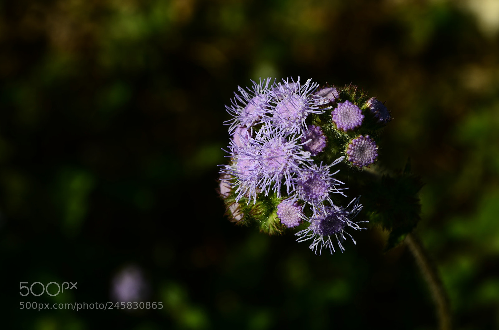 Nikon D5100 sample photo. Wild flower photography