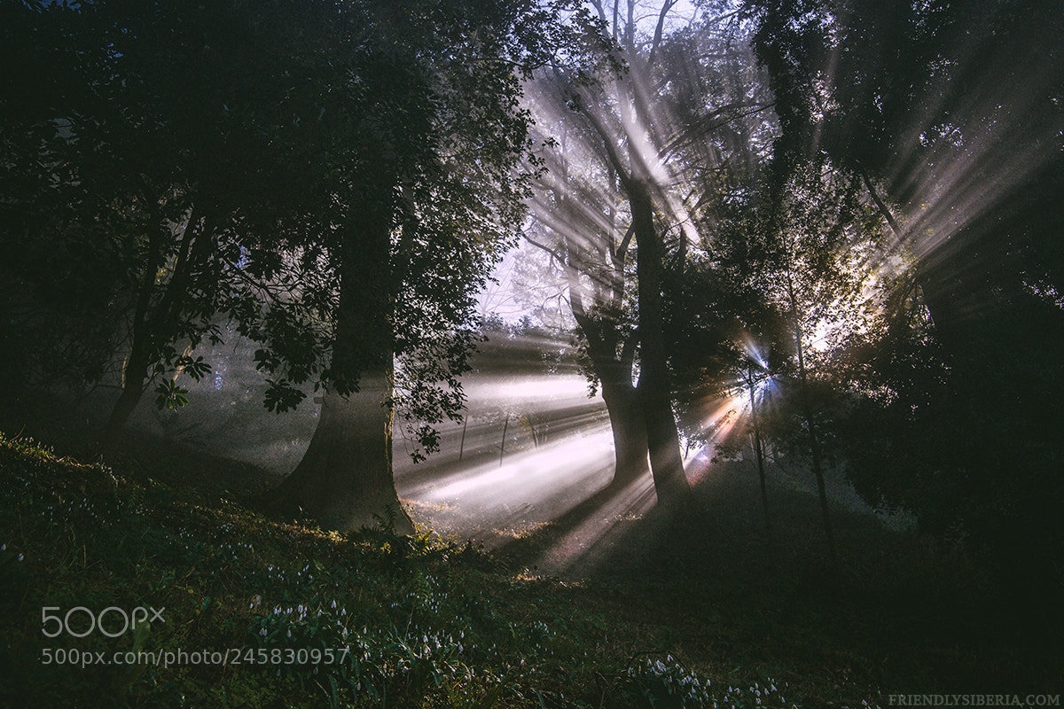 Sony Alpha DSLR-A900 sample photo. Untitled photography