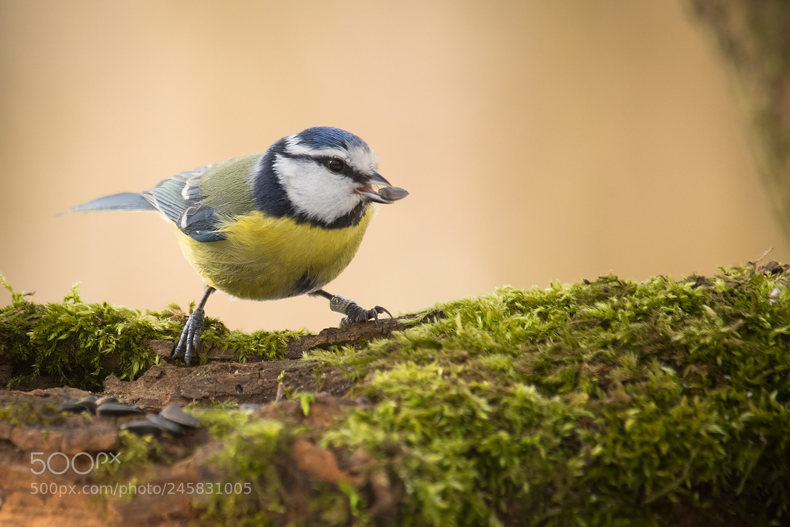 Canon EOS 7D Mark II sample photo. Titmouse photography