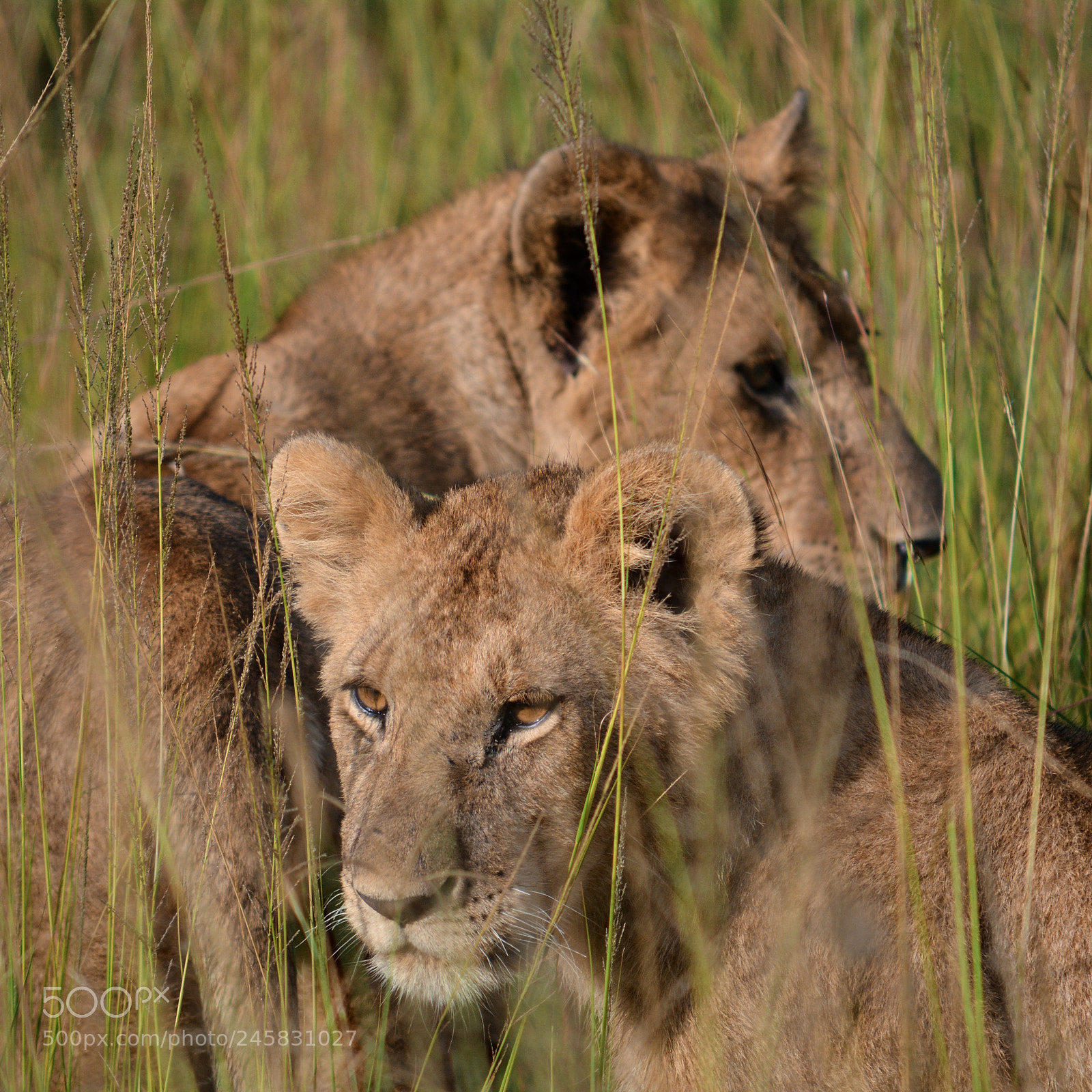 Nikon D5200 sample photo. Lion cubs photography