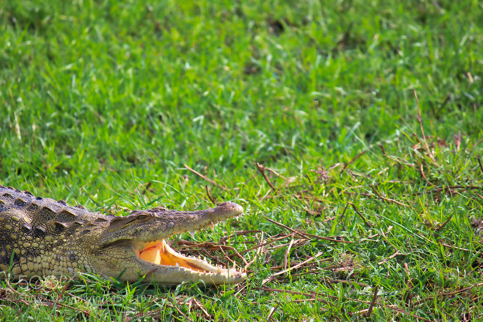 Canon EOS 100D (EOS Rebel SL1 / EOS Kiss X7) sample photo. The crocodile photography