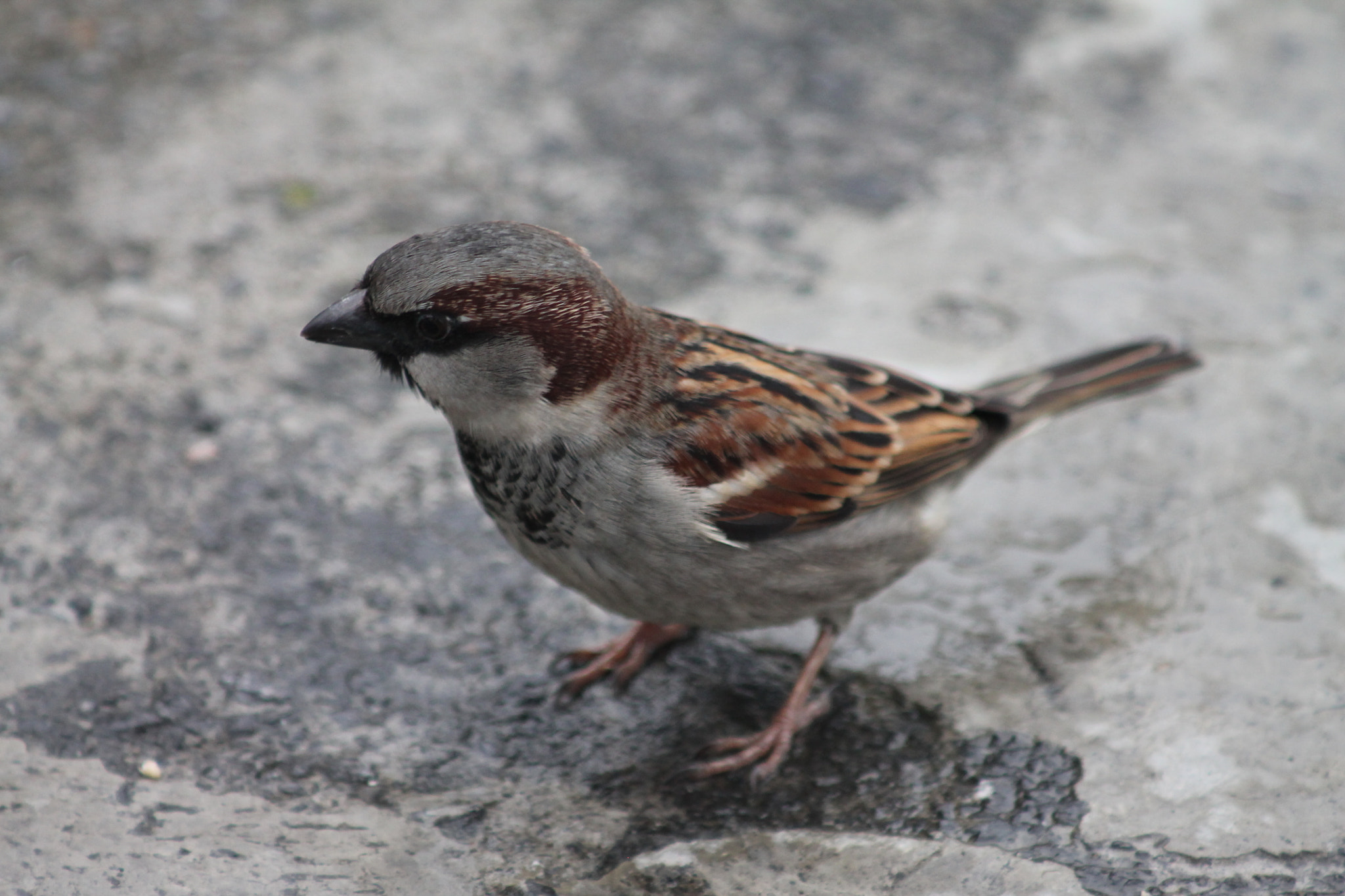 Canon EOS 1100D (EOS Rebel T3 / EOS Kiss X50) sample photo. Img photography