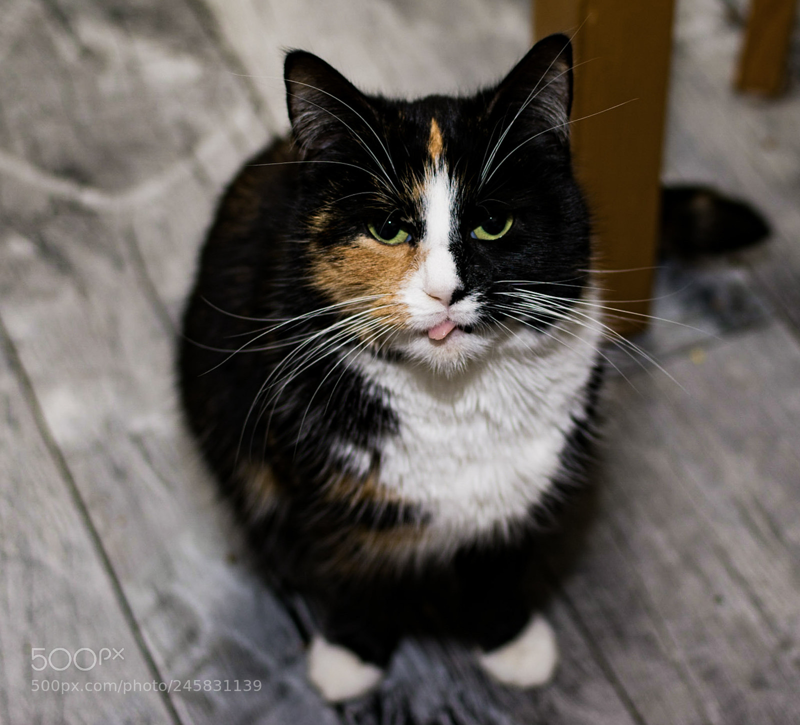 Nikon D7100 sample photo. Disrespectful photography