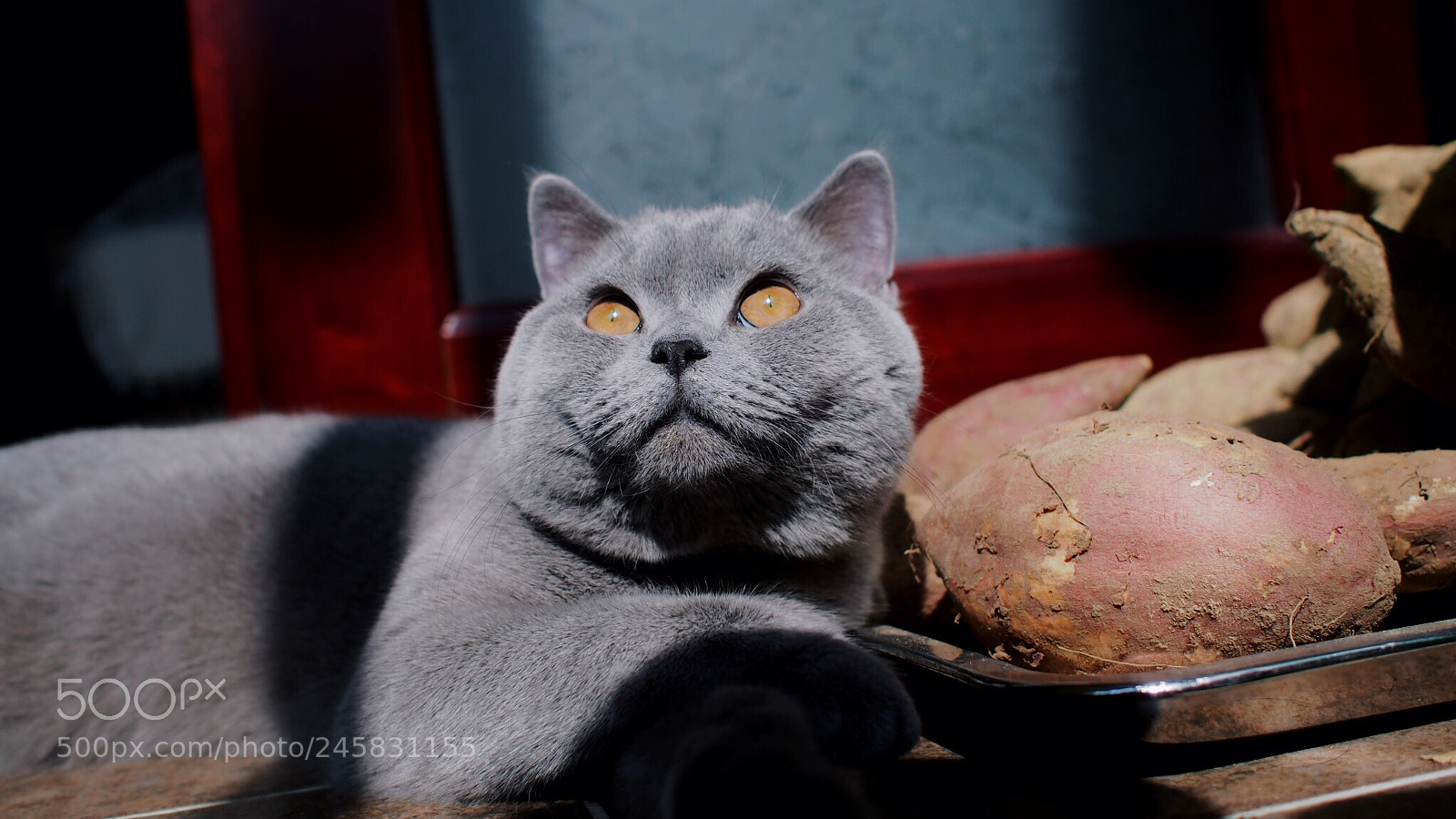 Olympus PEN E-P5 sample photo. 《202》 photography