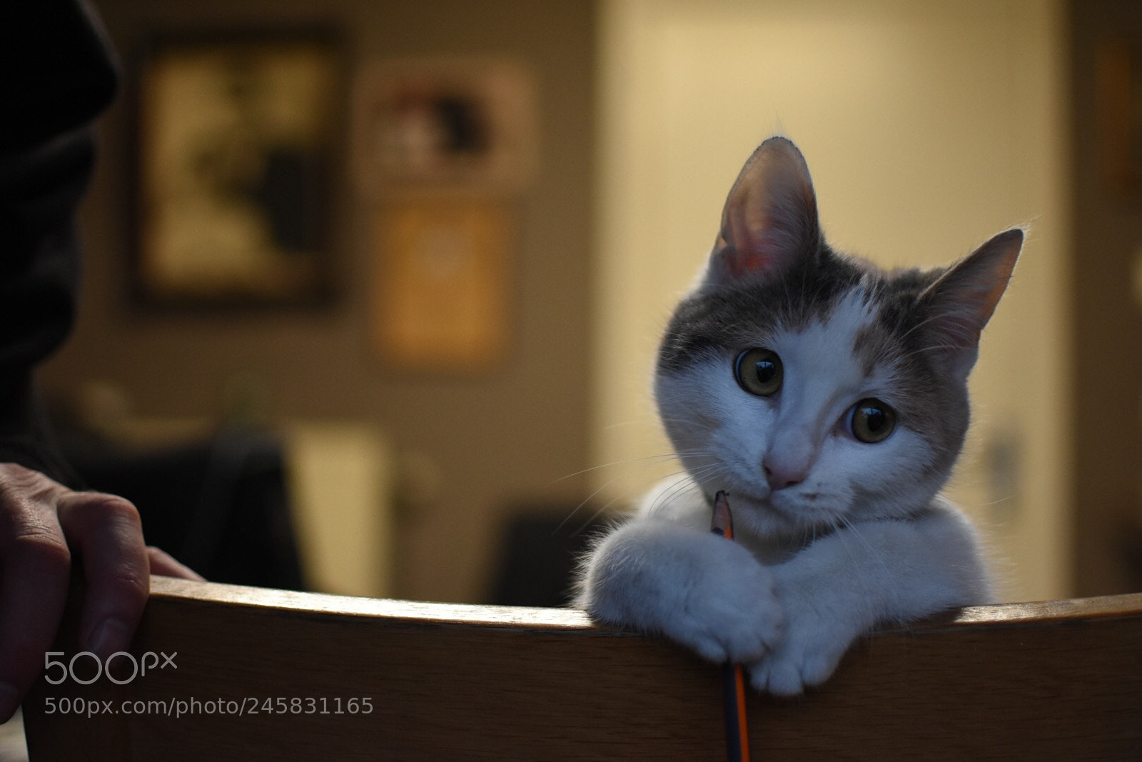 Nikon D7200 sample photo. Untitled photography