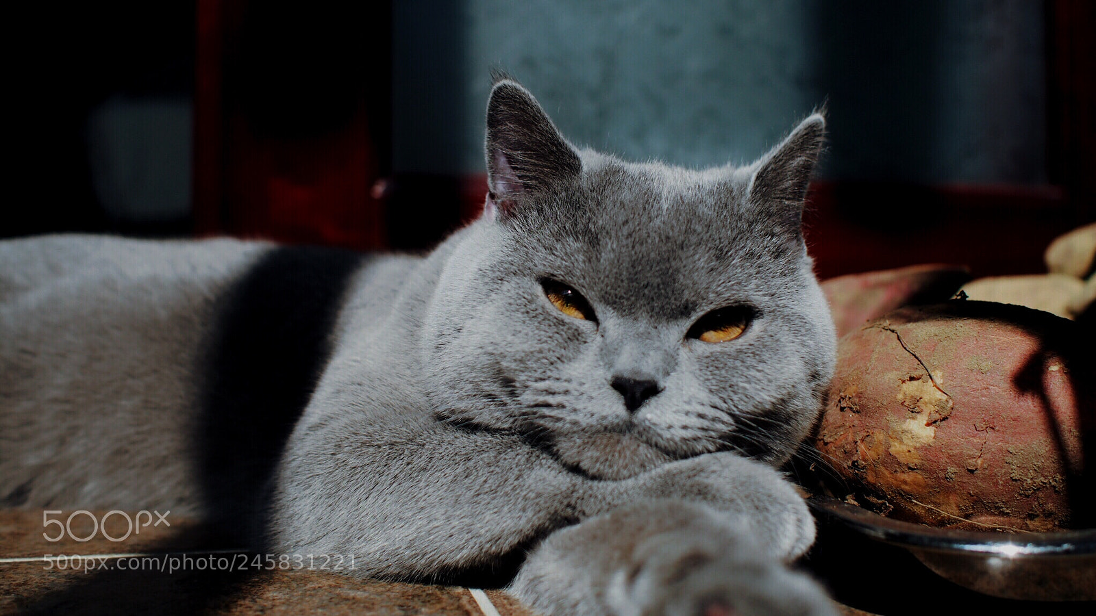 Olympus PEN E-P5 sample photo. 《202》 photography