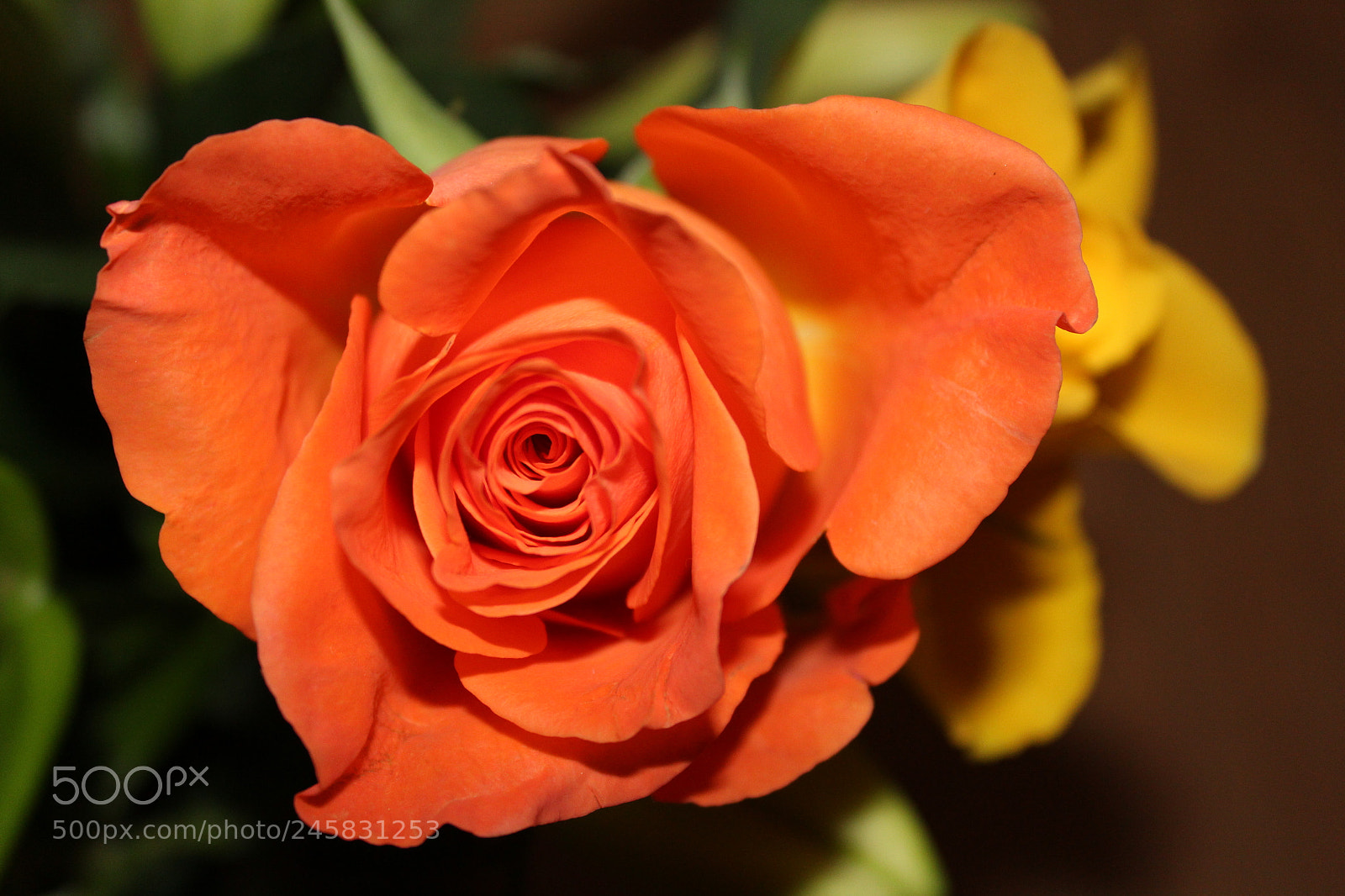 Canon EF-S 18-55mm F3.5-5.6 III sample photo. Open heart photography