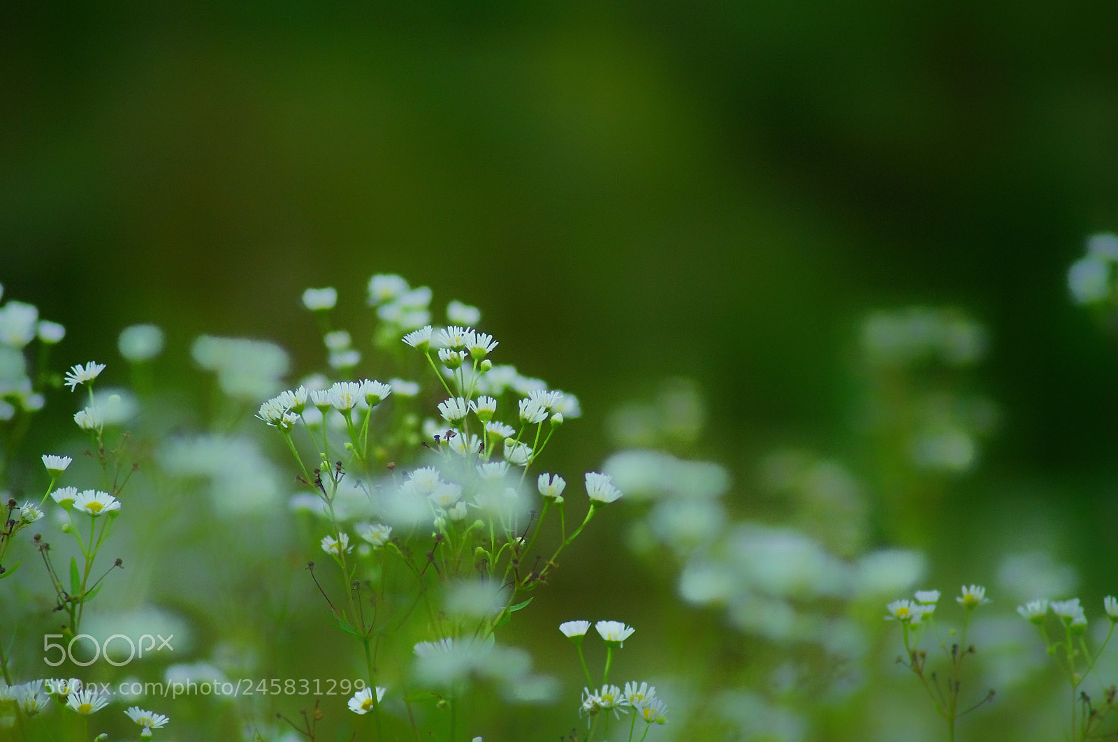Pentax K-x sample photo. Small flowers photography