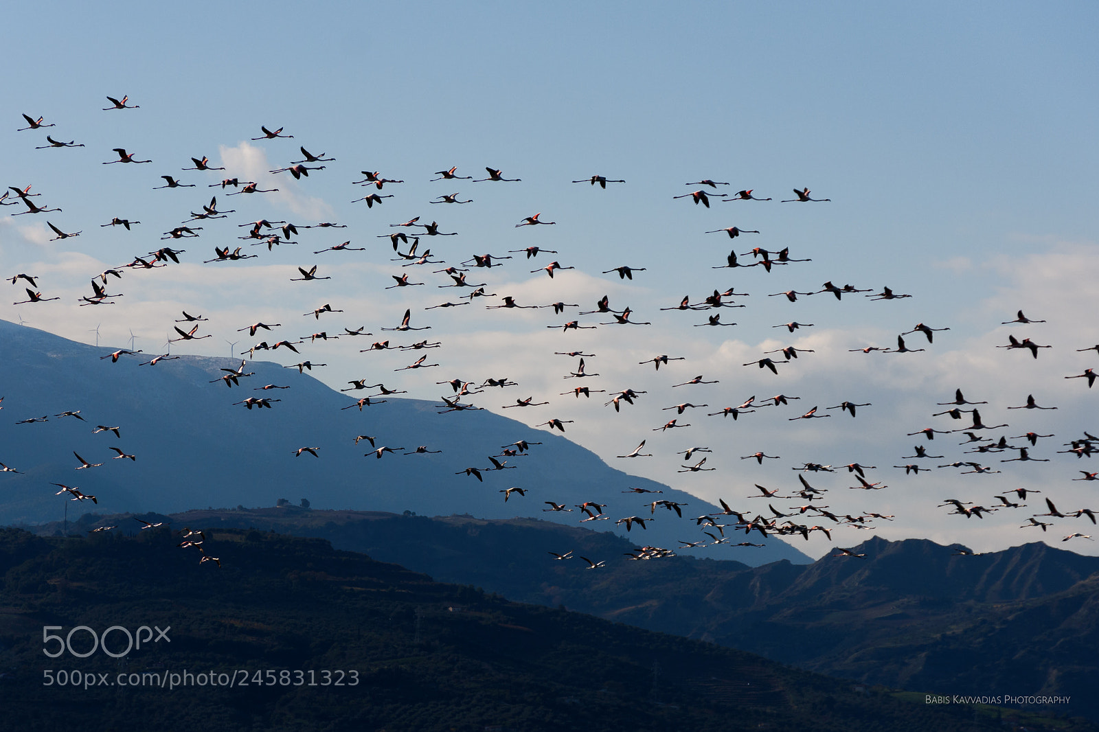 Nikon D7200 sample photo. Flamingos at alyki, egio photography