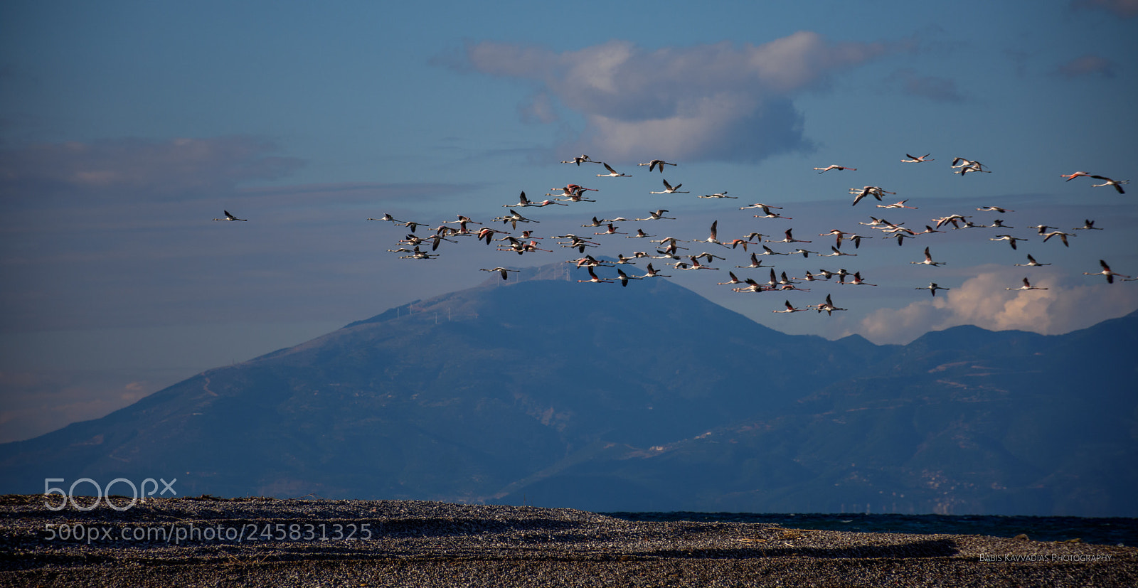 Nikon D7200 sample photo. Flamingos at alyki, egio photography
