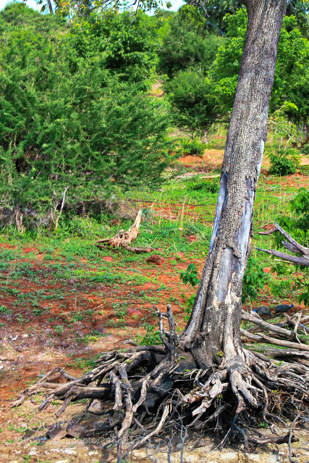 Canon EOS 100D (EOS Rebel SL1 / EOS Kiss X7) sample photo. Dead tree photography