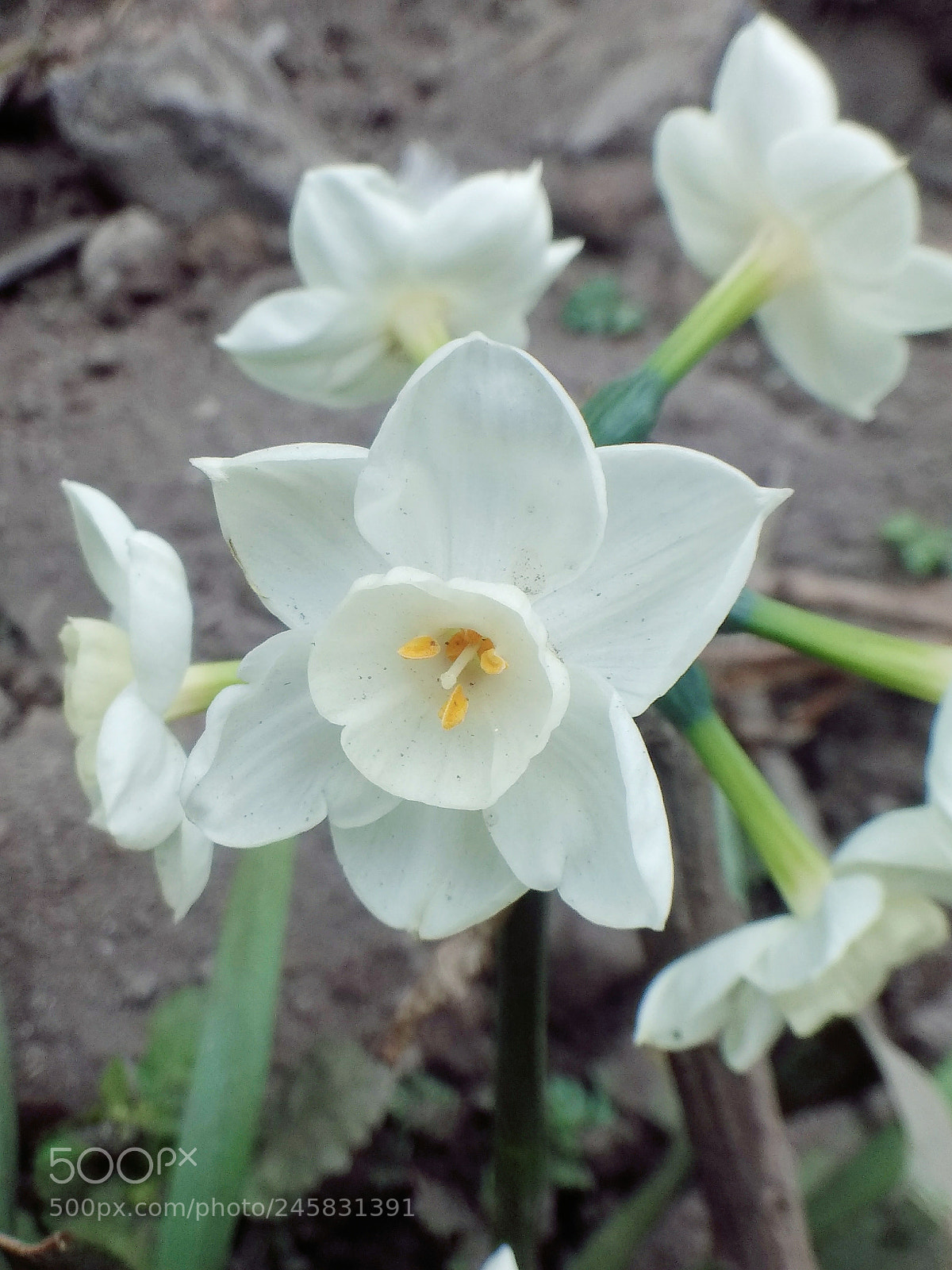 Xiaomi Redmi Note 4 sample photo. Flower photography