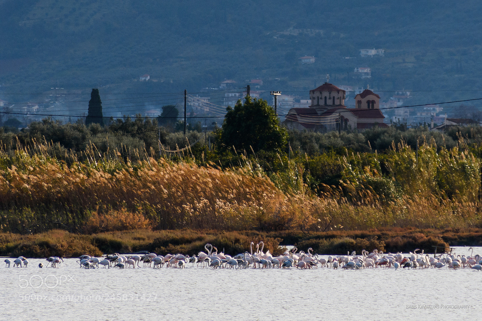 Nikon D7200 sample photo. Flamingos at alyki, egio photography