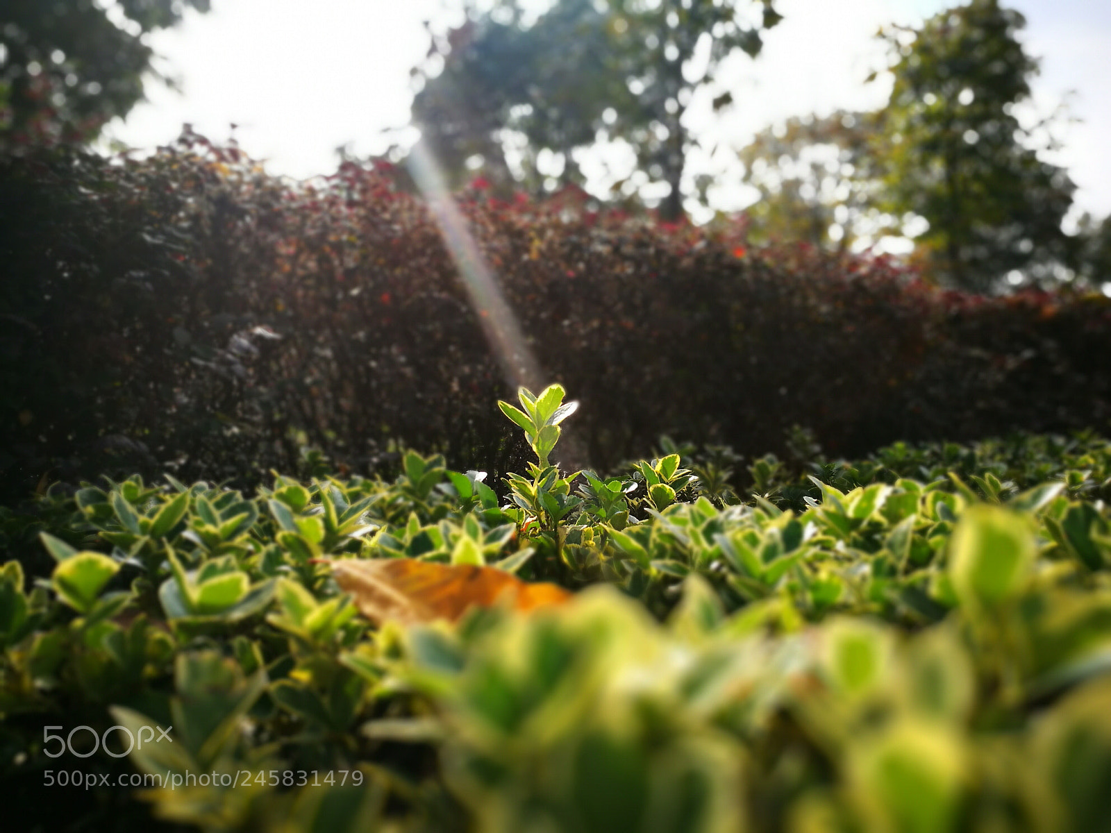 HUAWEI P9 sample photo. Edf photography
