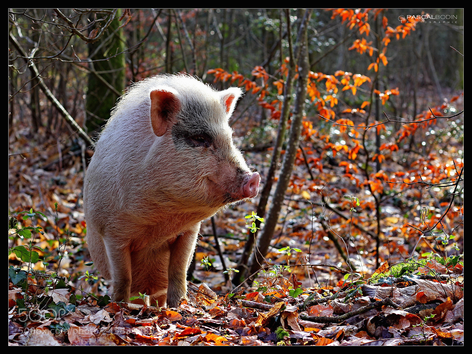 Canon EOS 60D + Canon EF 50mm F1.8 STM sample photo. Drôle de rencontre photography