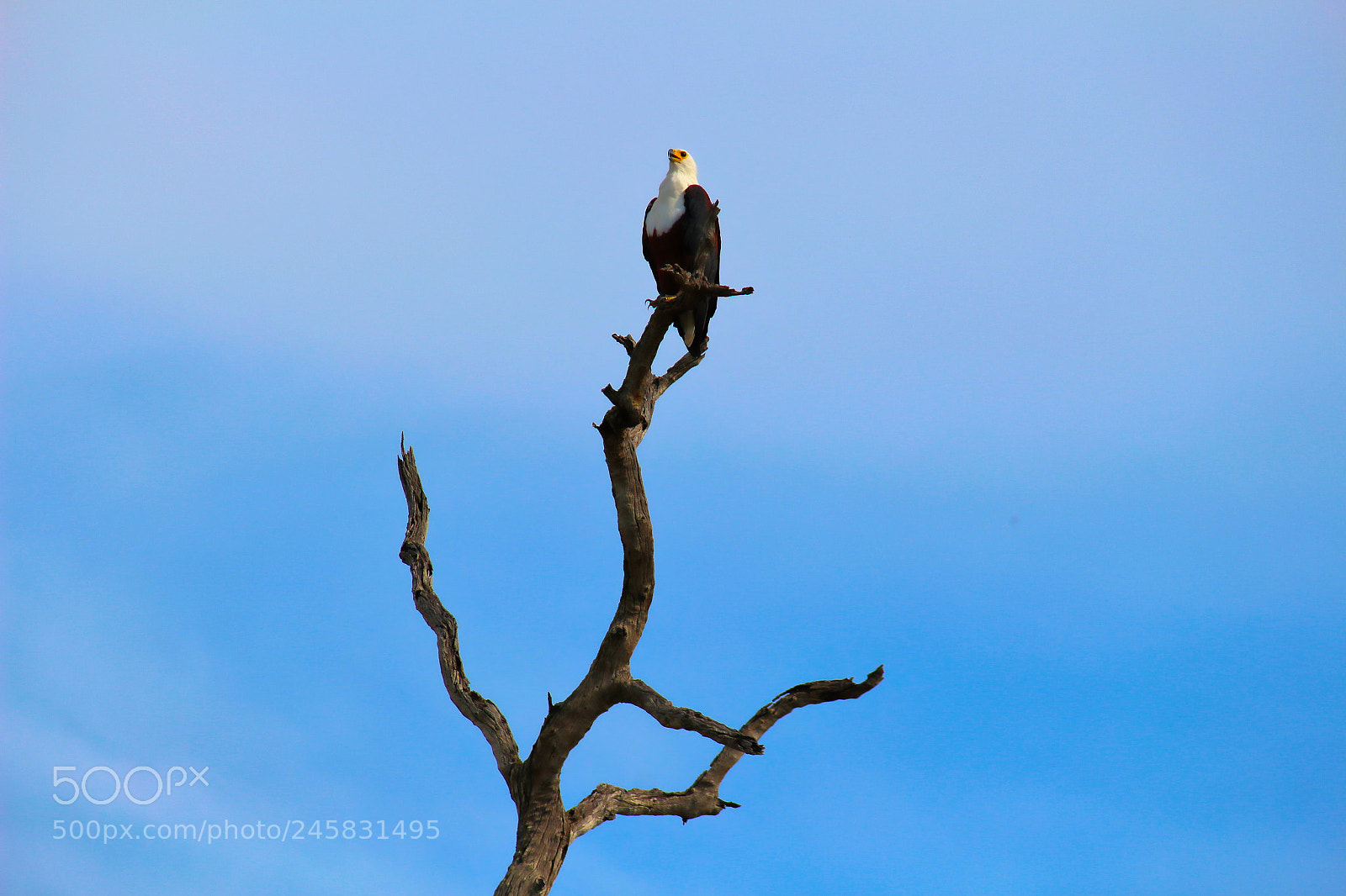 Canon EOS 100D (EOS Rebel SL1 / EOS Kiss X7) sample photo. African fish eagle photography