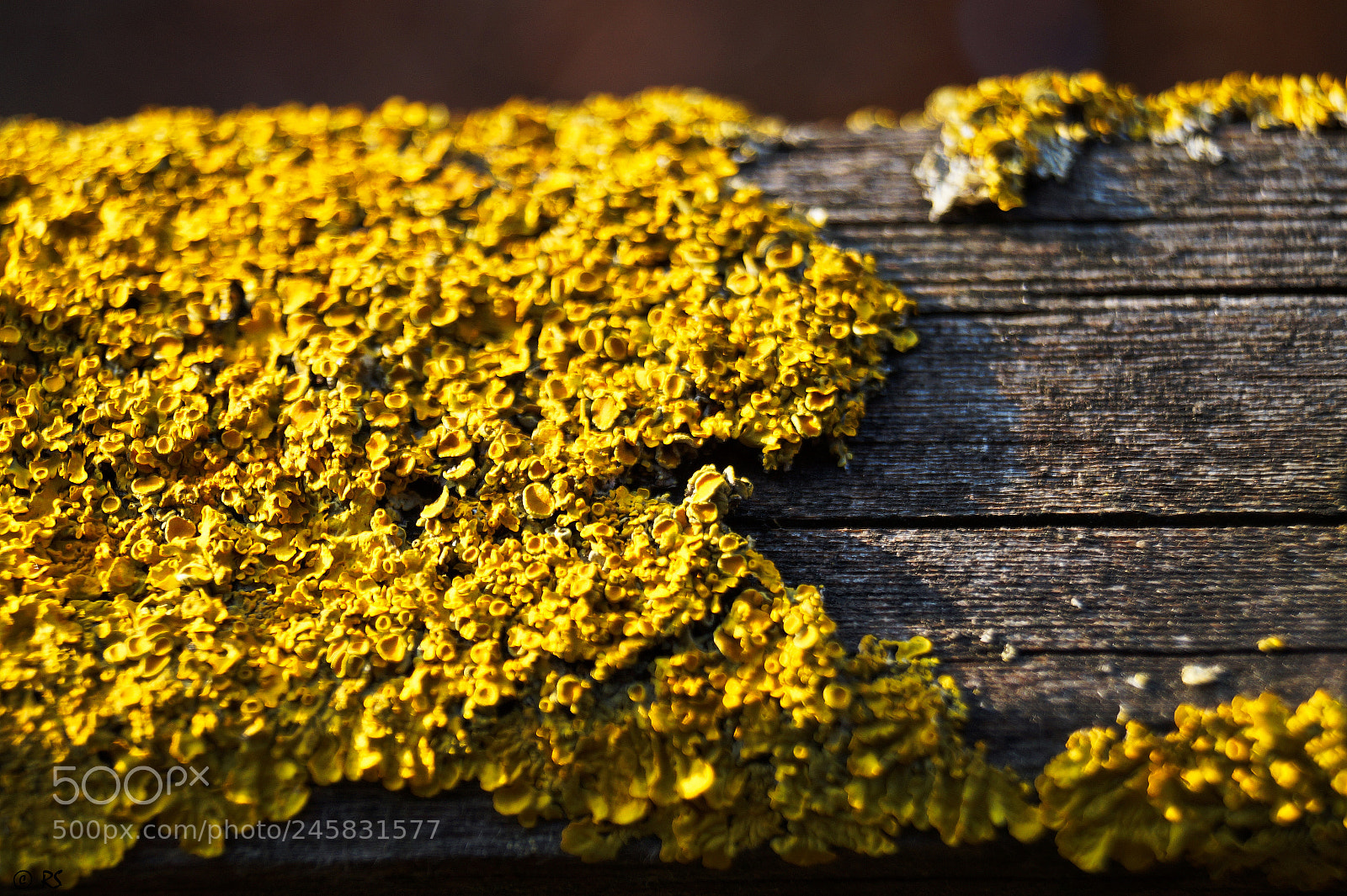 Sony SLT-A58 sample photo. Lichen 2 photography