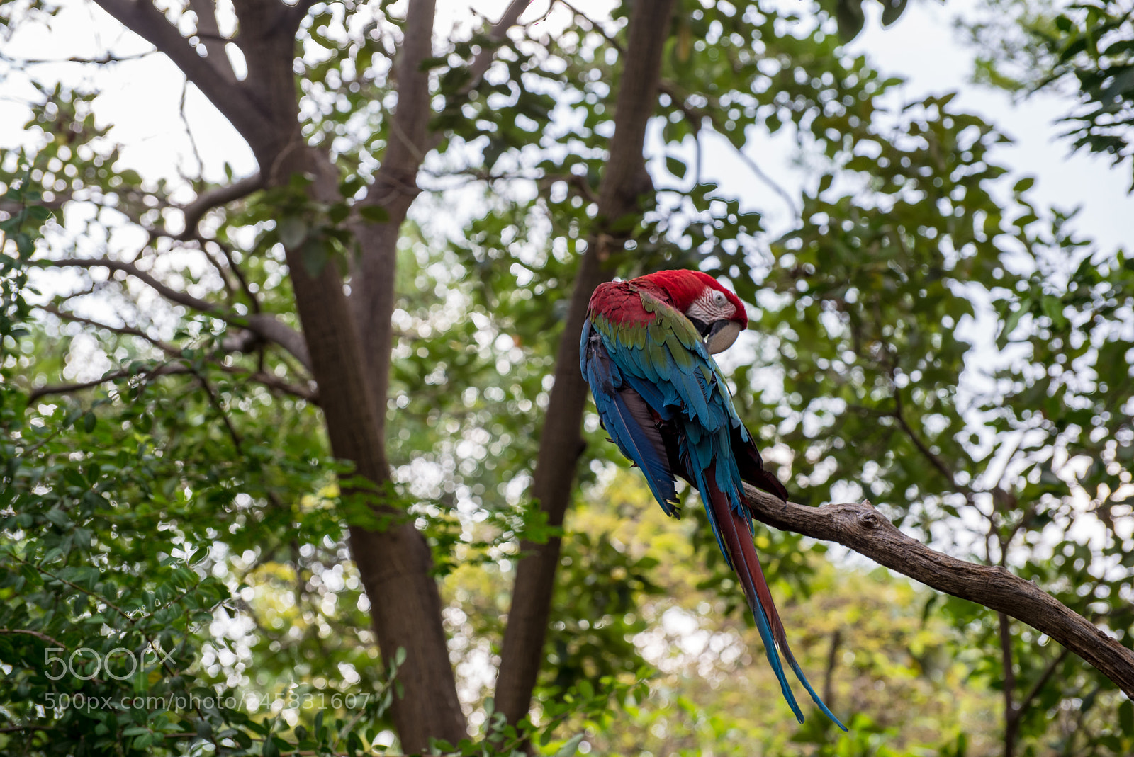 Nikon D610 sample photo. Ecuador.macaws photography