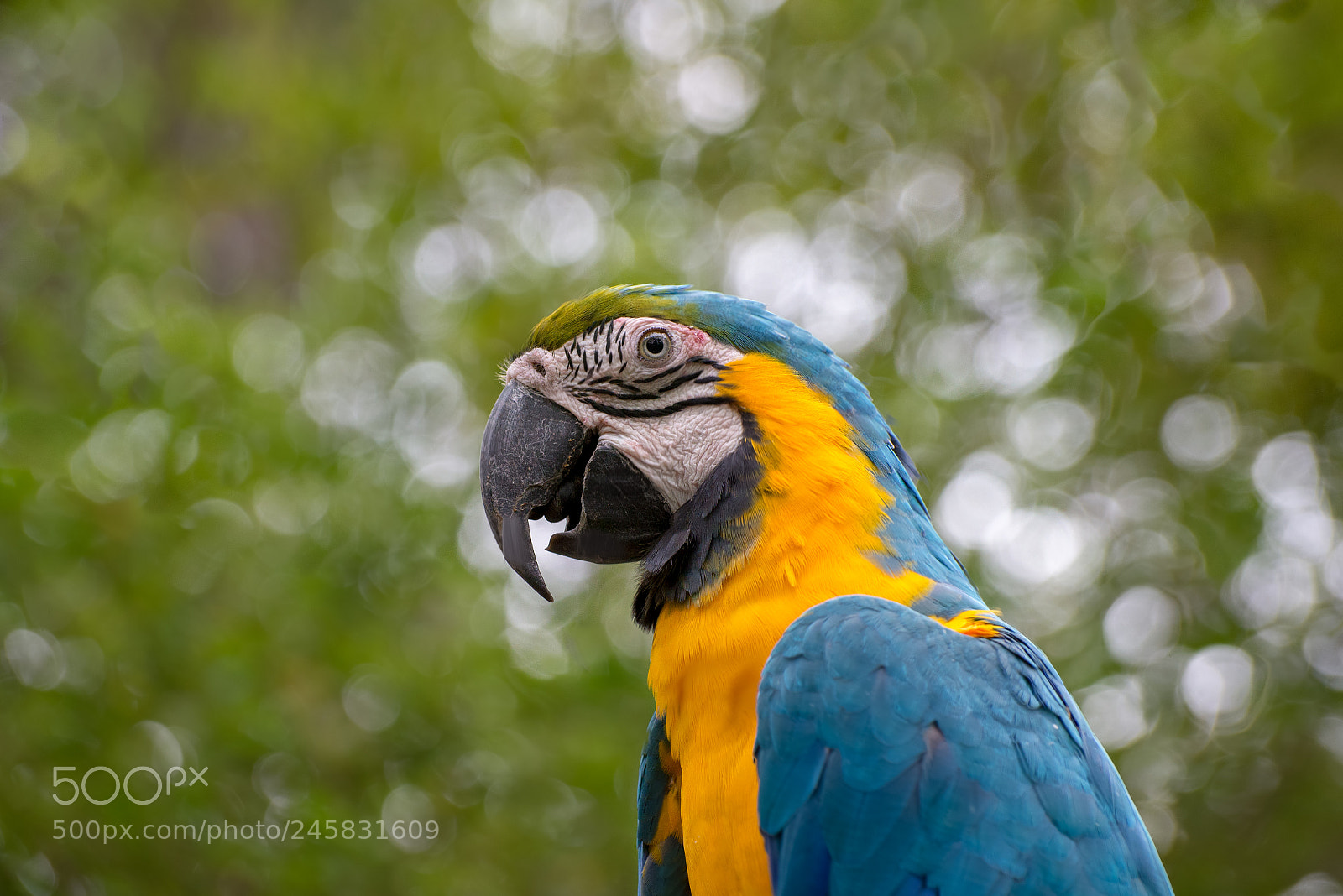 Nikon D610 sample photo. Ecuador.macaws photography