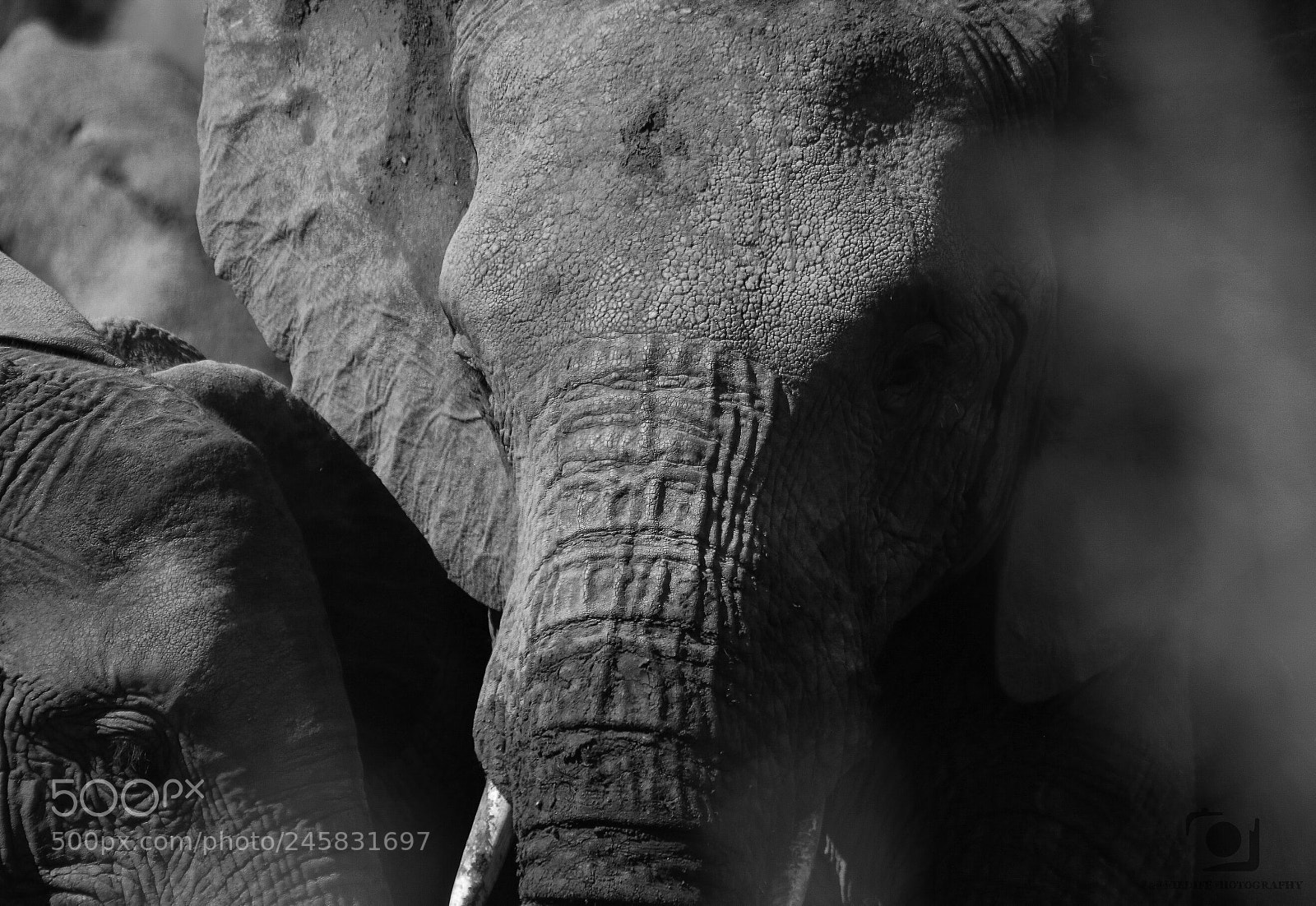 Canon EOS 7D Mark II sample photo. African elephant photography