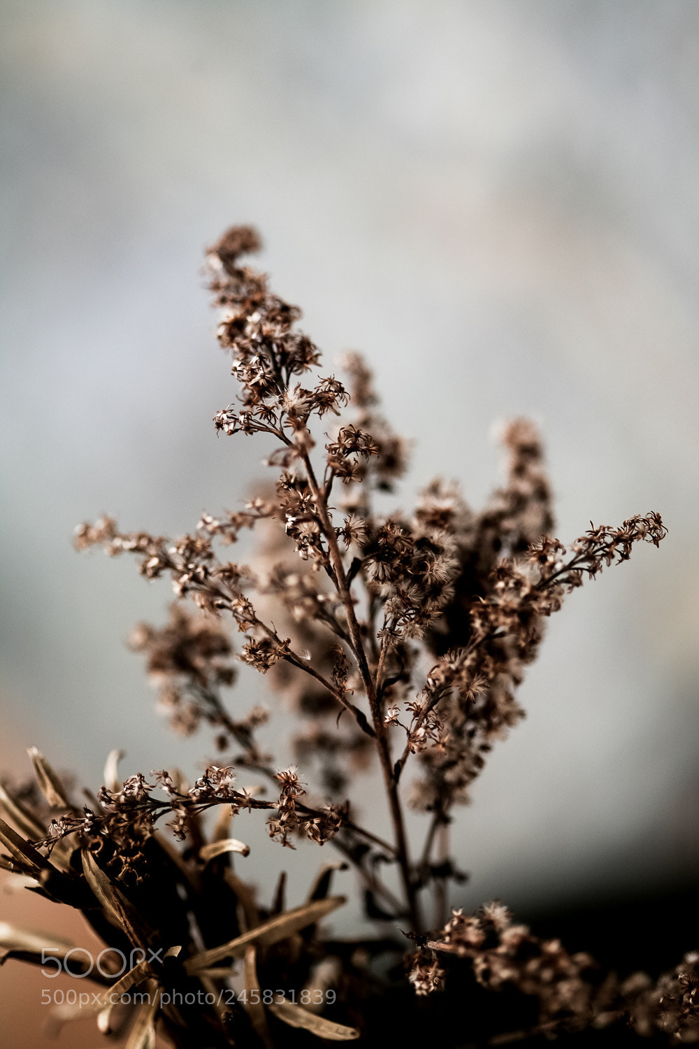 Canon EOS 5D sample photo. Still photography