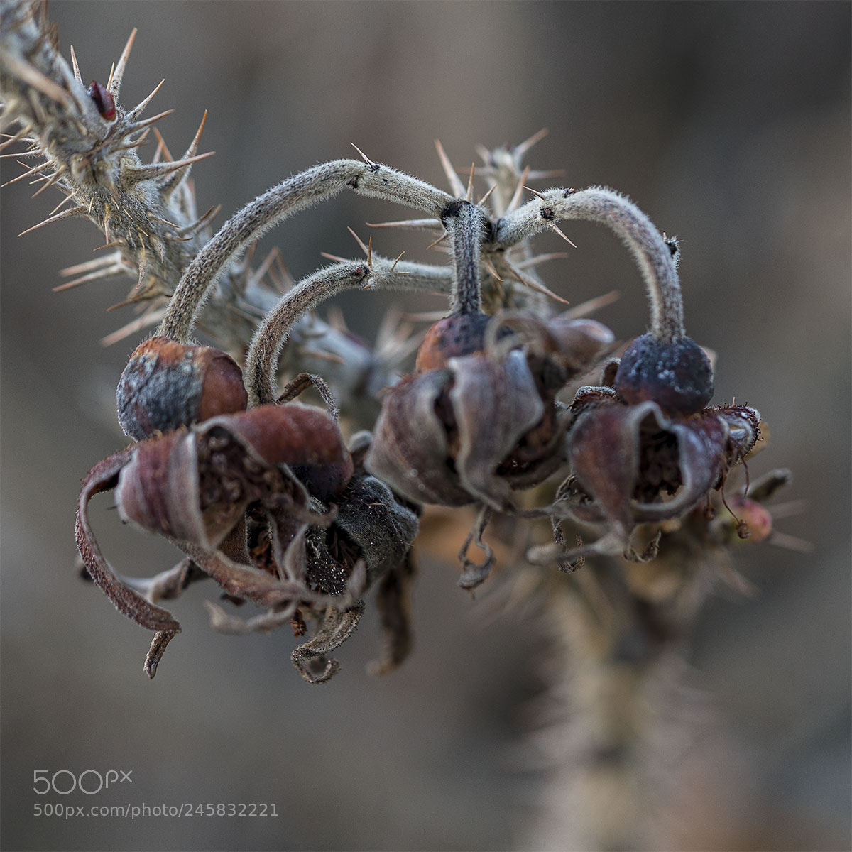 Sony a7R II sample photo. Wildrose i photography