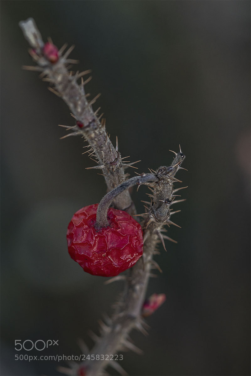 Sony a7R II sample photo. Wildrose ii photography