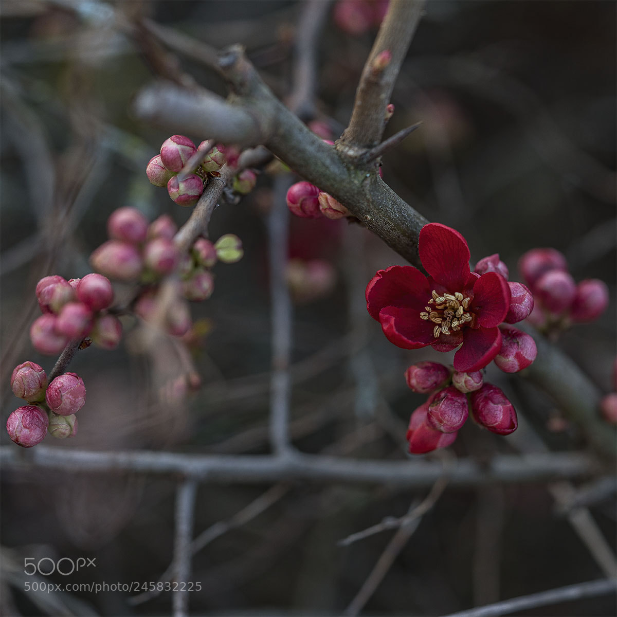 Sony a7R II sample photo. Winterblüte iv photography