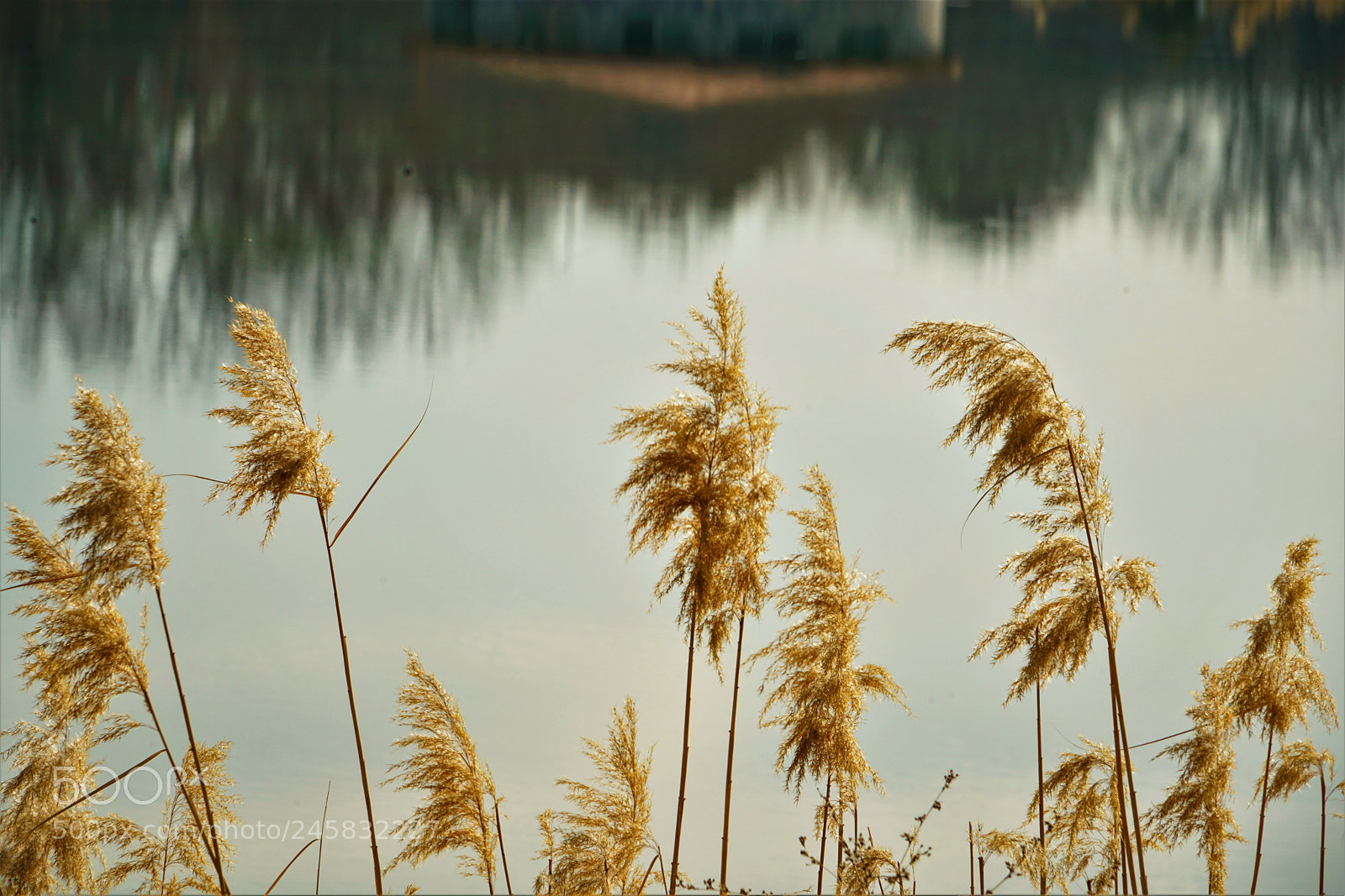 Sony a7R II sample photo. Untitled photography