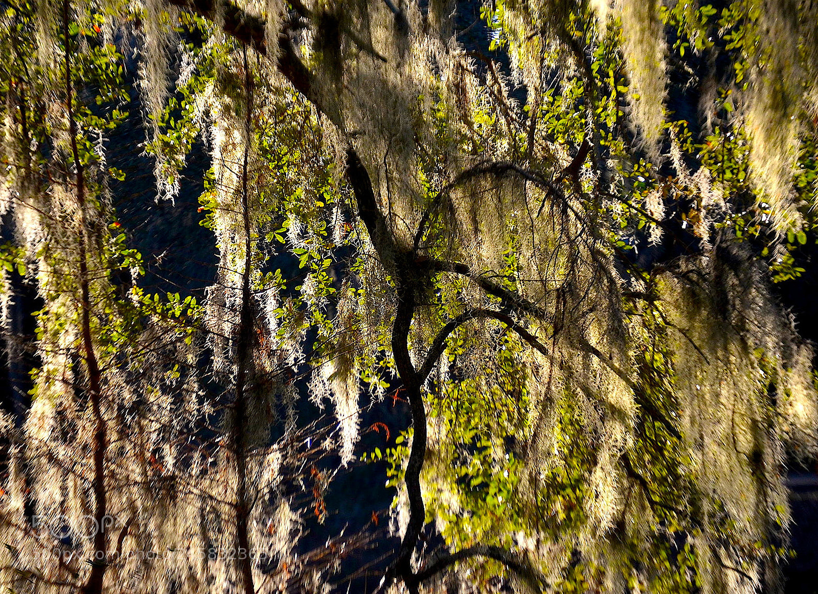 Nikon D5100 sample photo. Spanish moss and afternoon photography