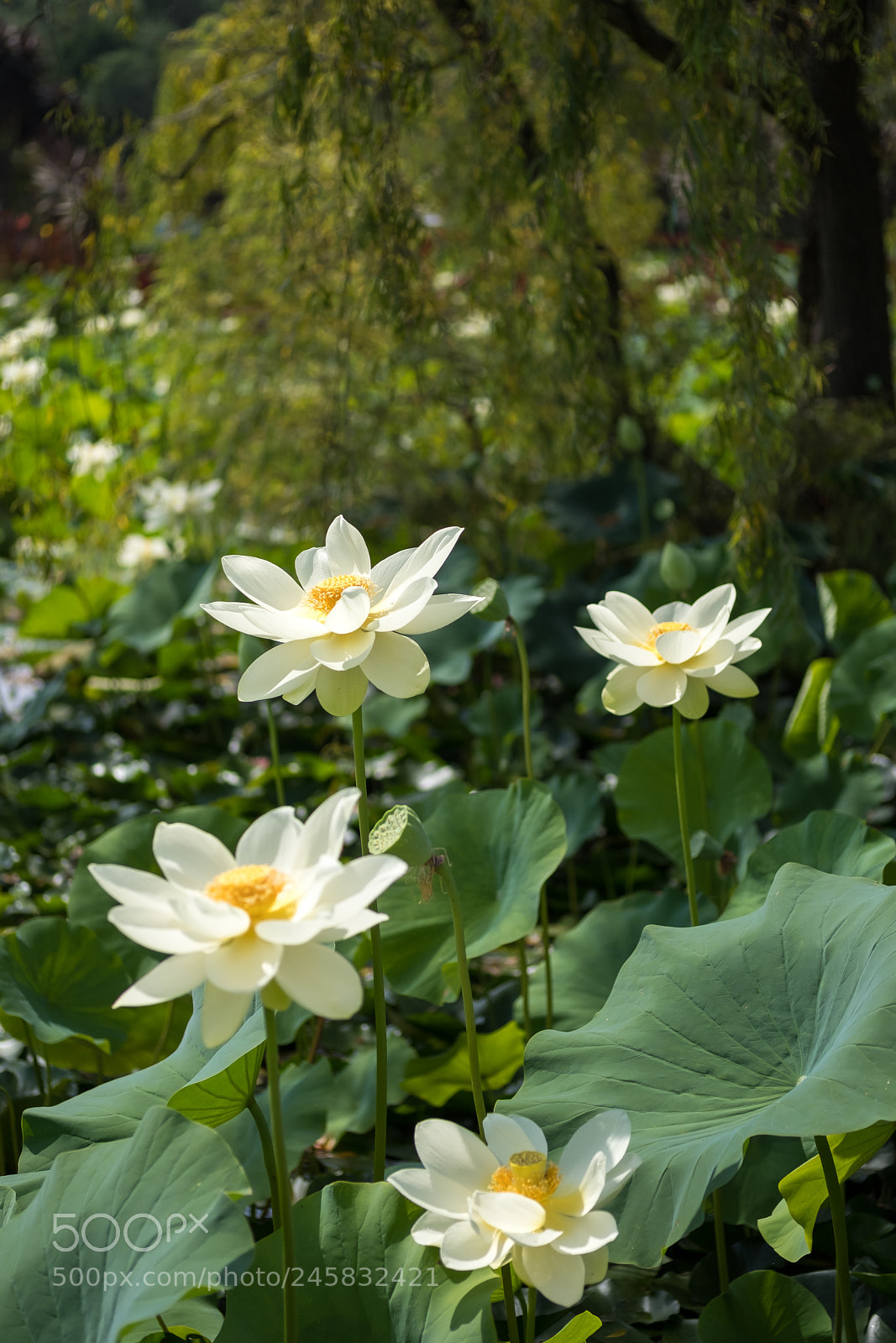 Fujifilm X-T2 sample photo. White lotus flowers photography