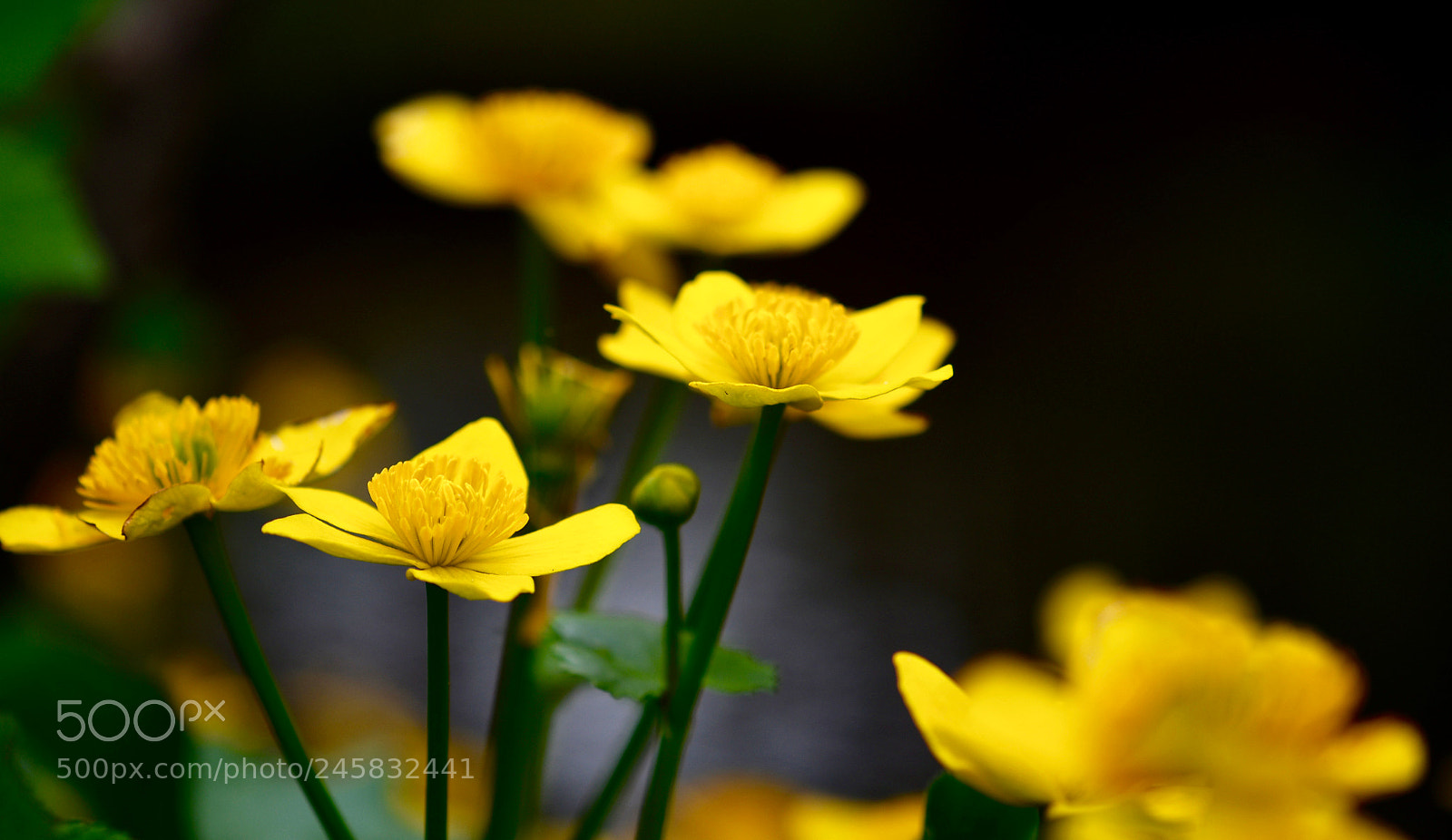 Nikon D500 sample photo. Untitled photography